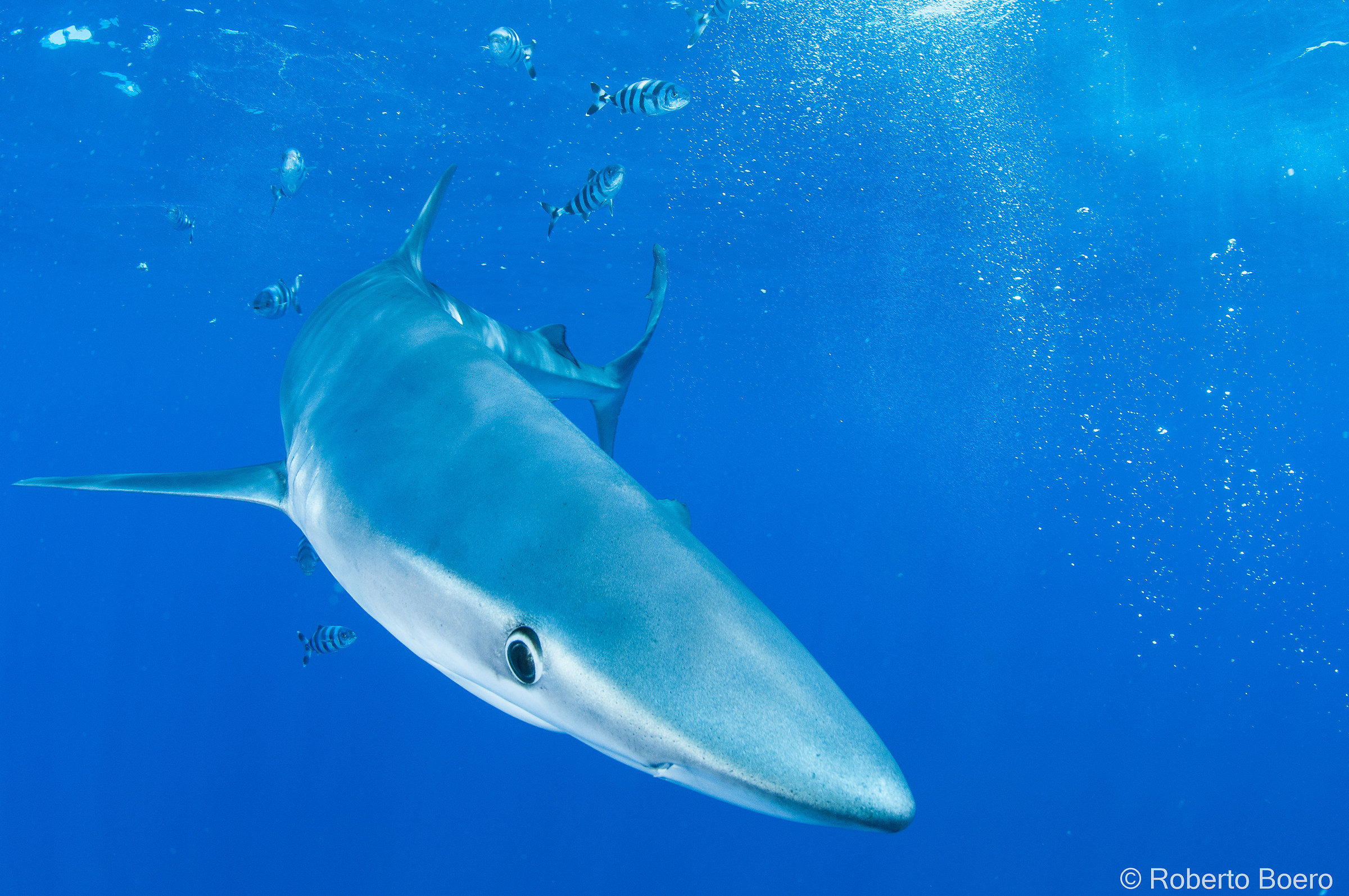 Blue shark, Verdesca (Prionace glauca)