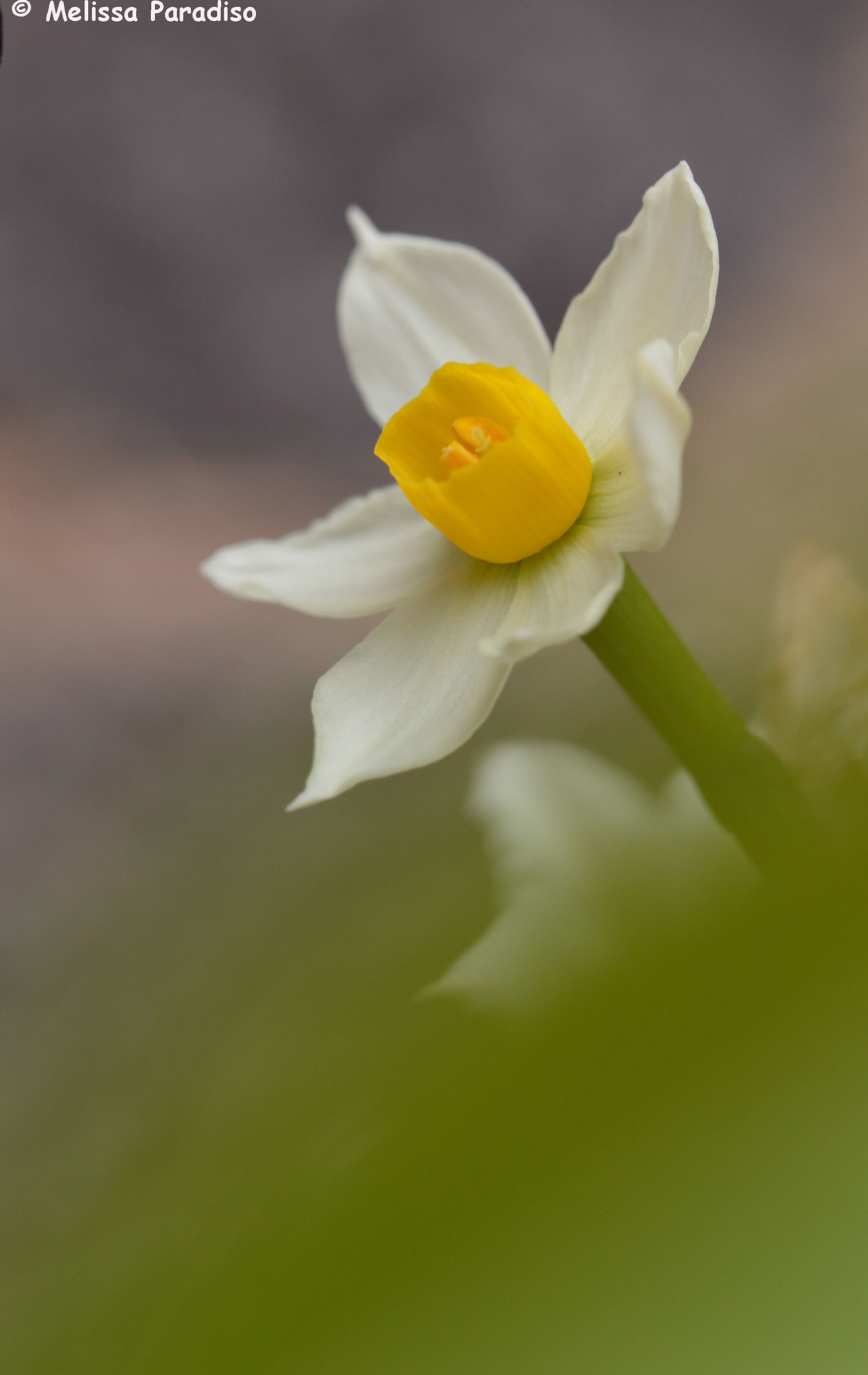Daffodil