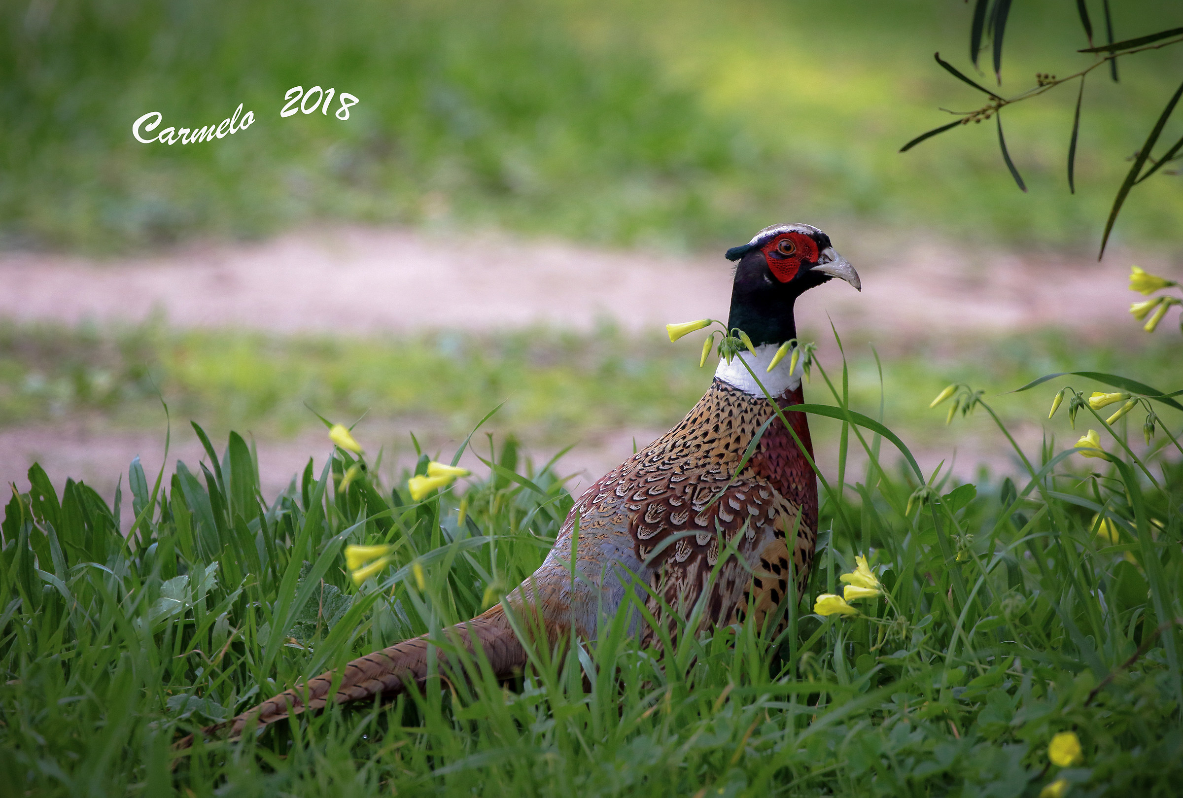 Sir pheasant