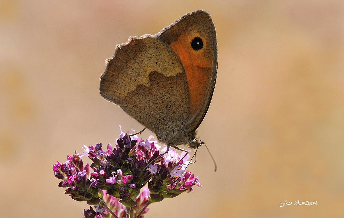 On the mountain oigano ...