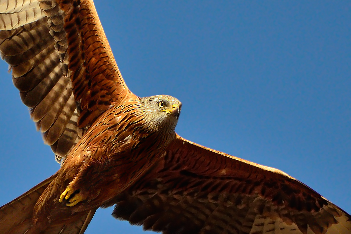 Portrait of His Majesty the fly