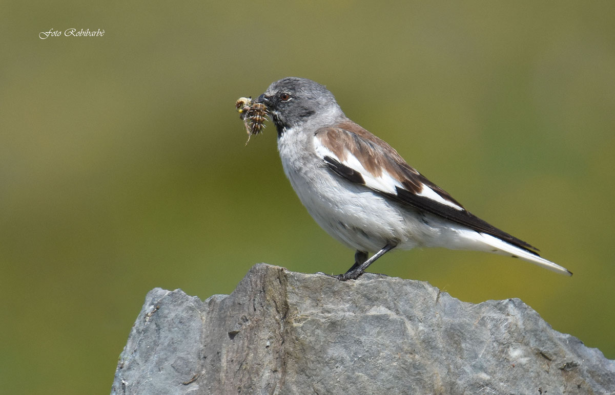 Alpine chaffinch ...