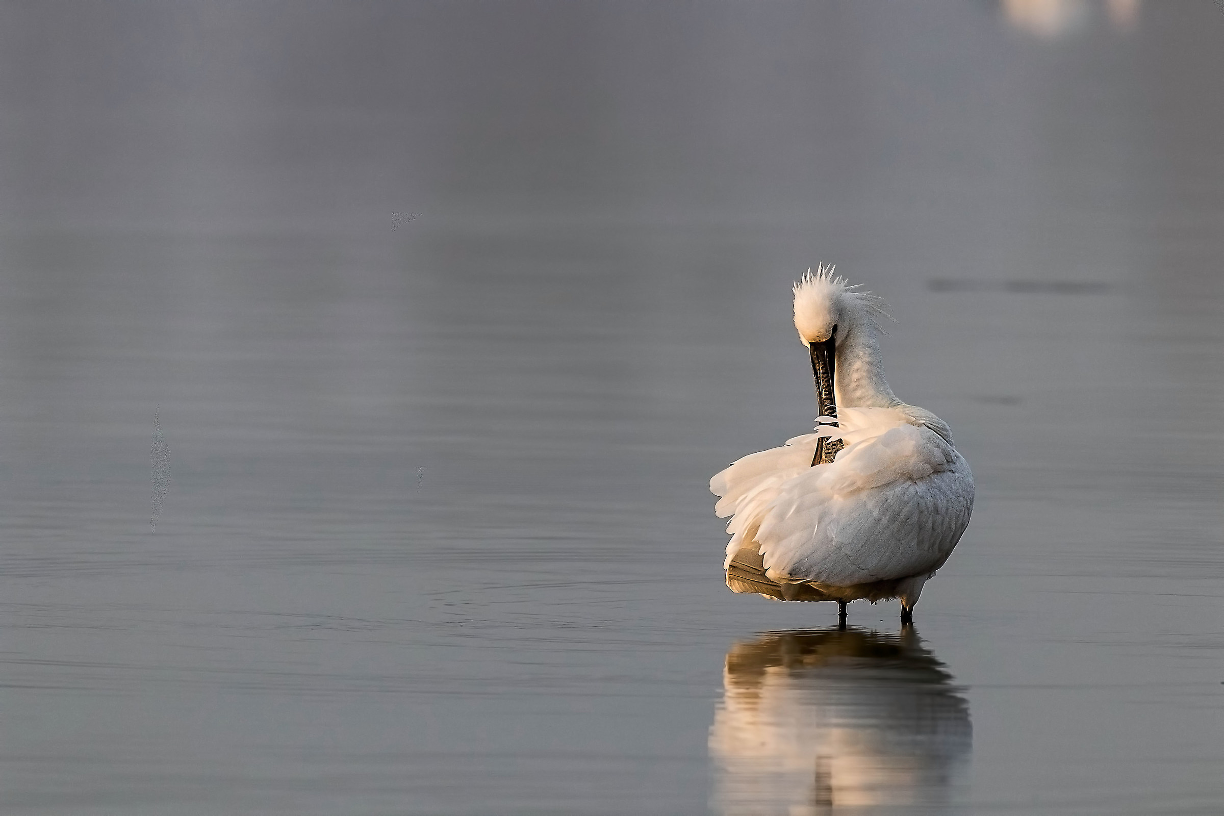 Spatula ... in cleaning