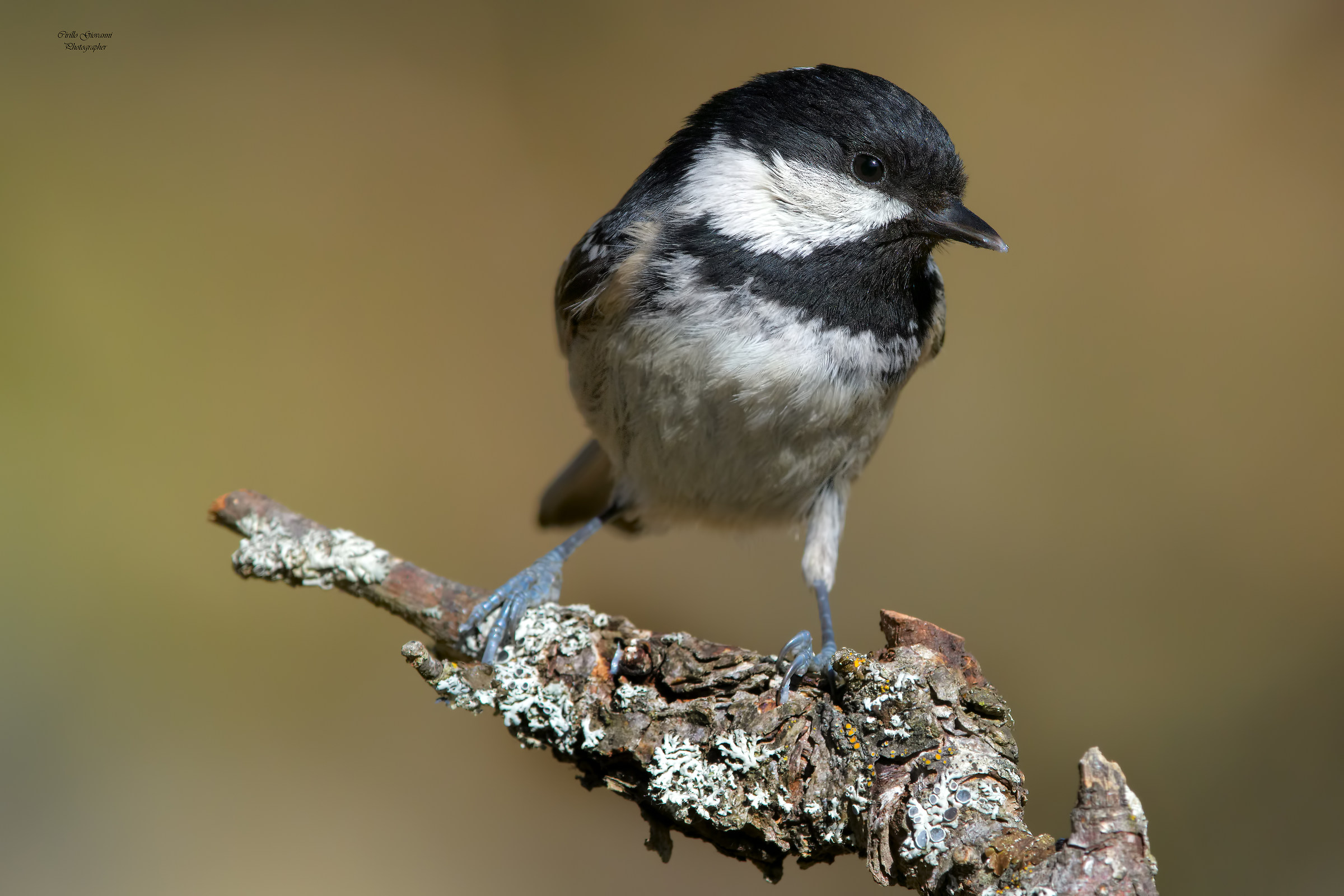 blackberry tit