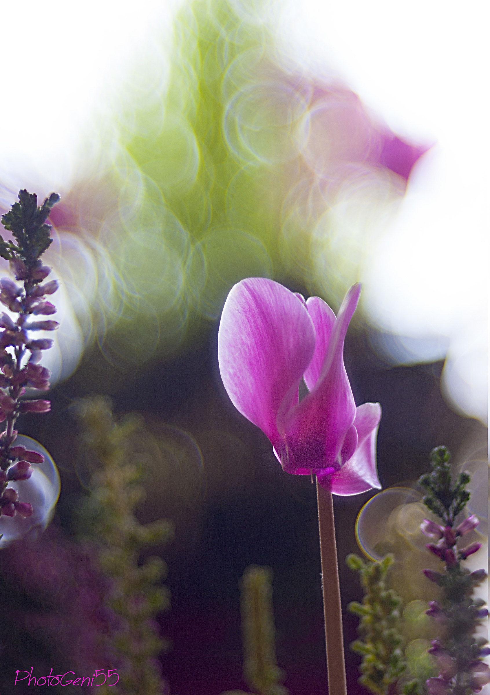 Cyclamen 1