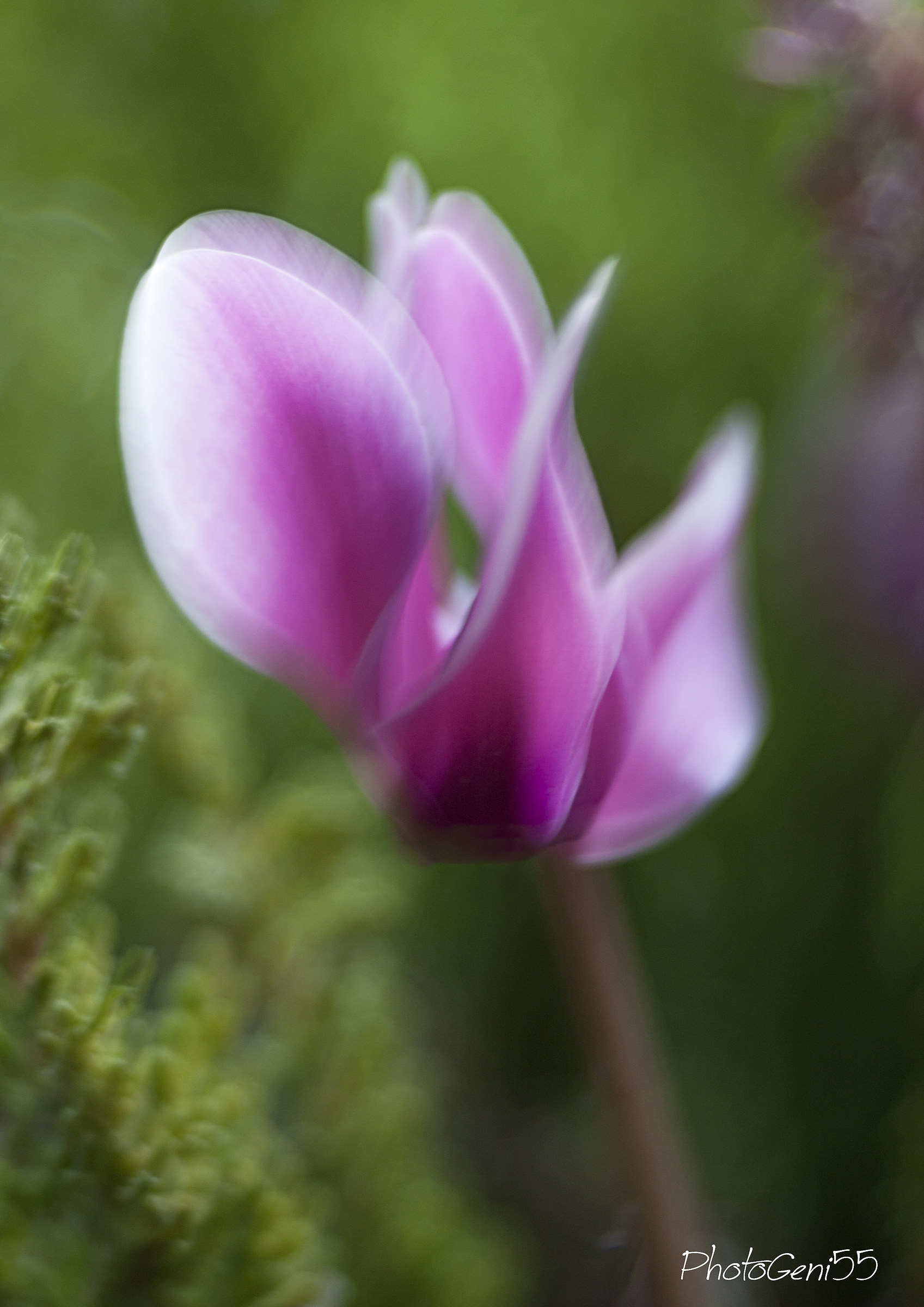Cyclamen 2