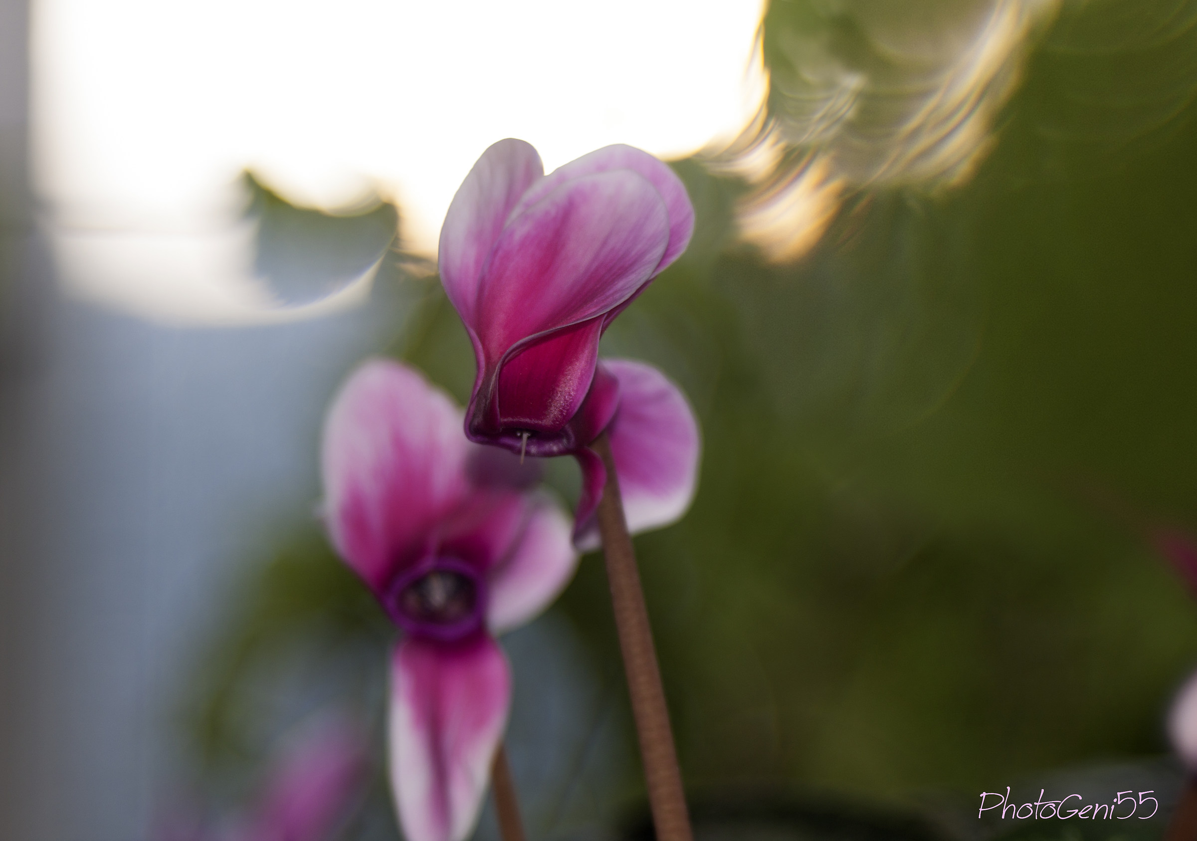 Cyclamen 3