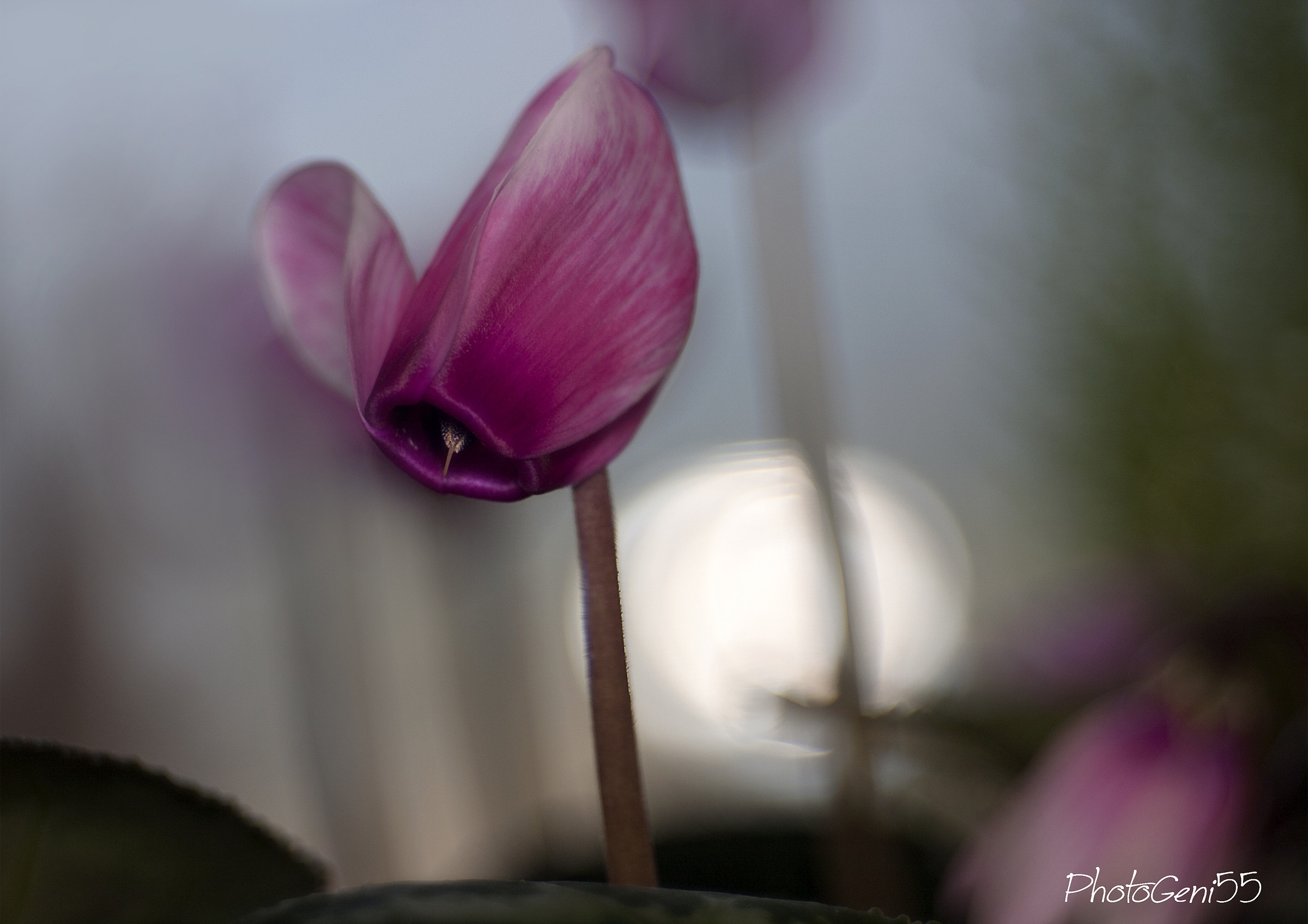 Cyclamen 4