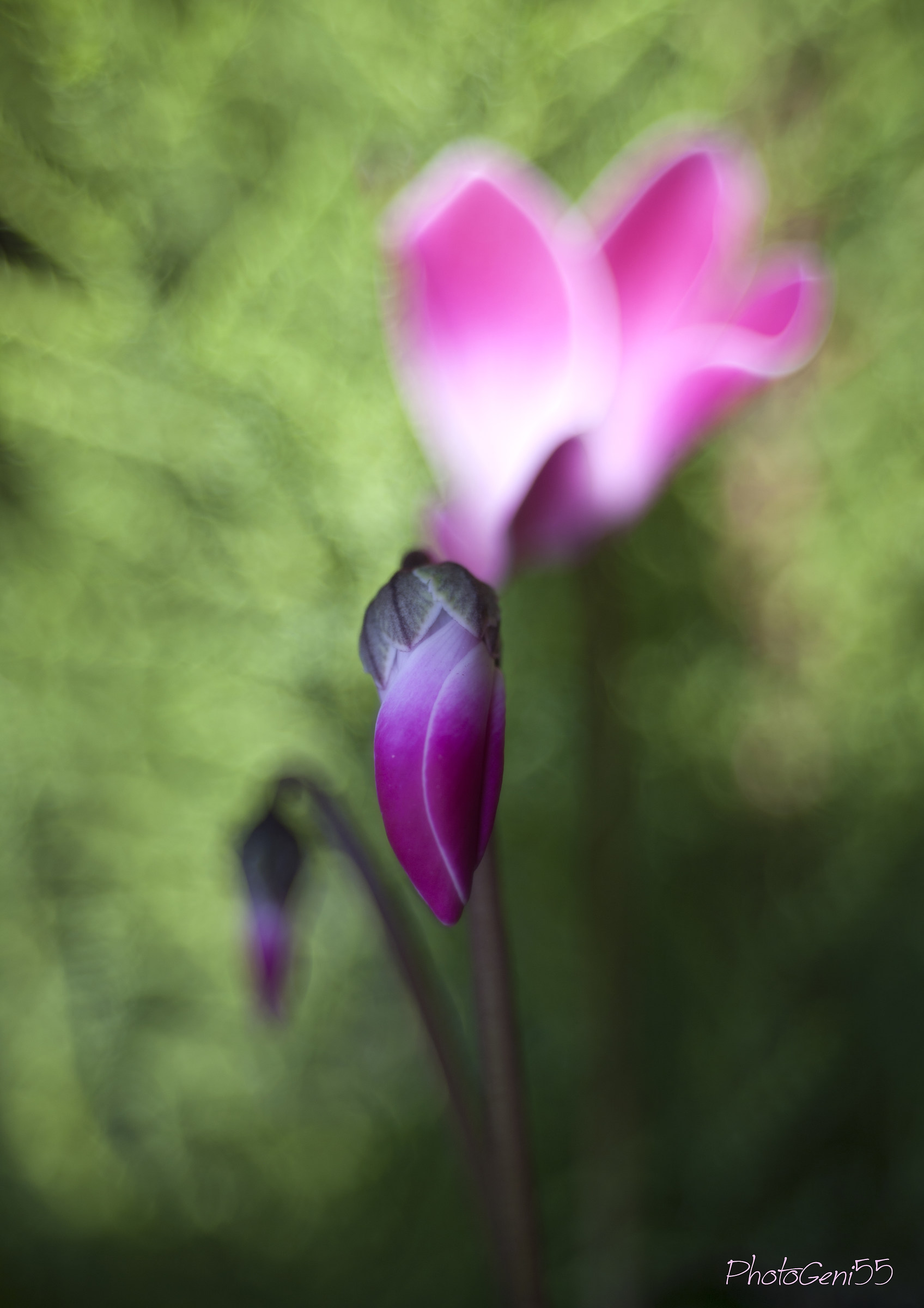Cyclamen 6