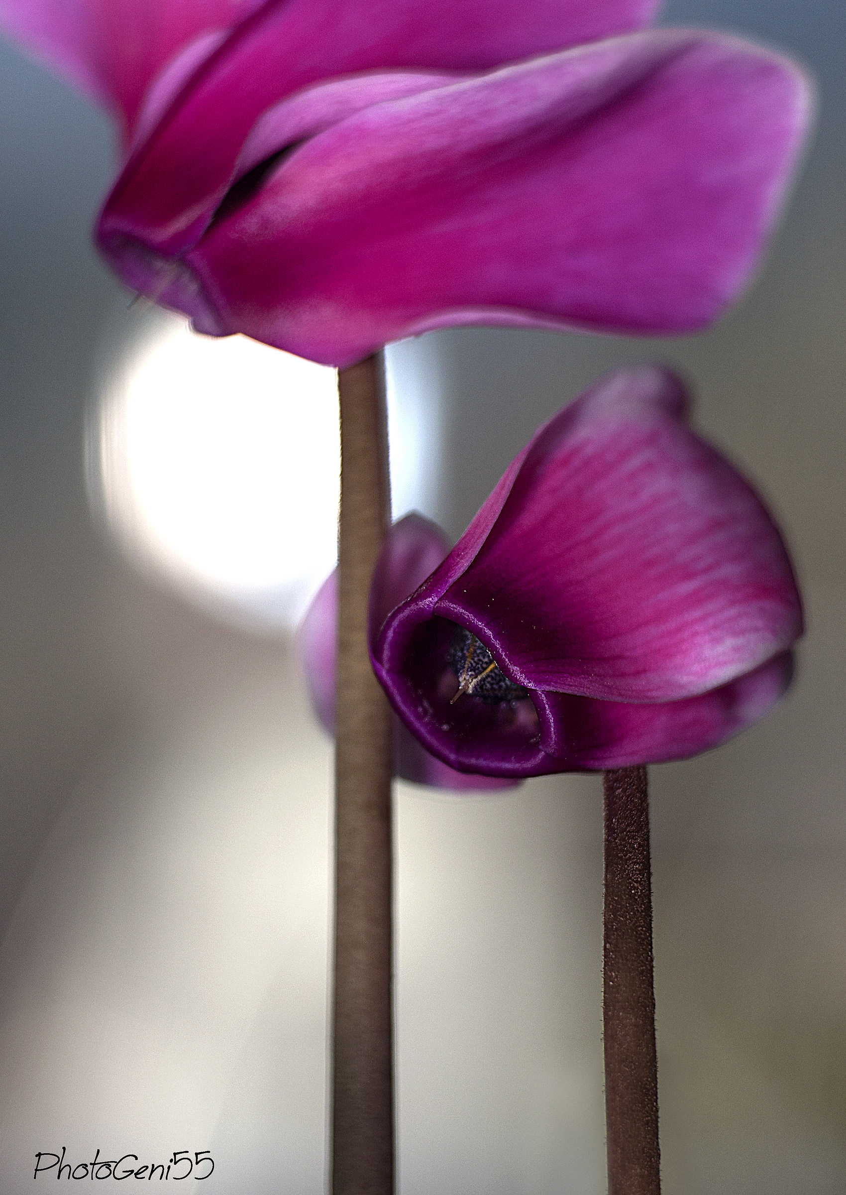Cyclamen 8