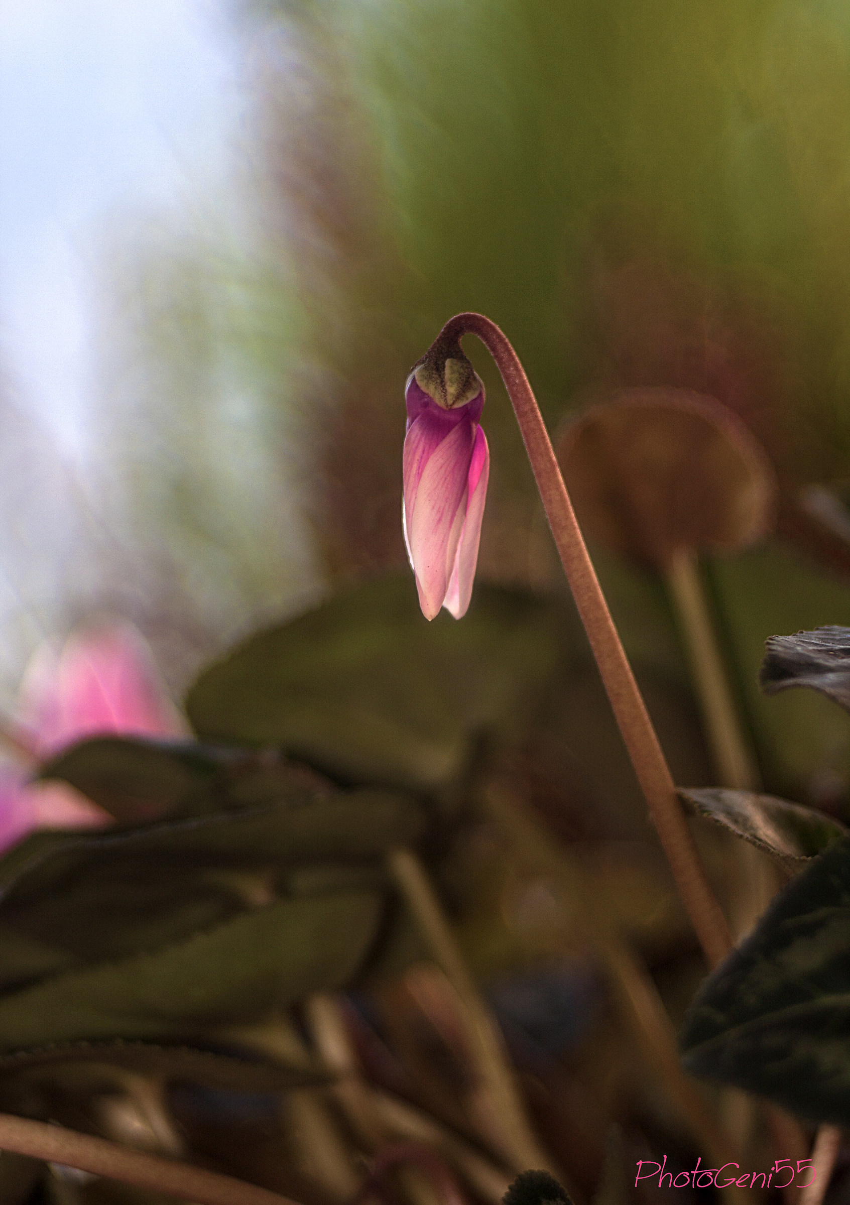 Cyclamen 9