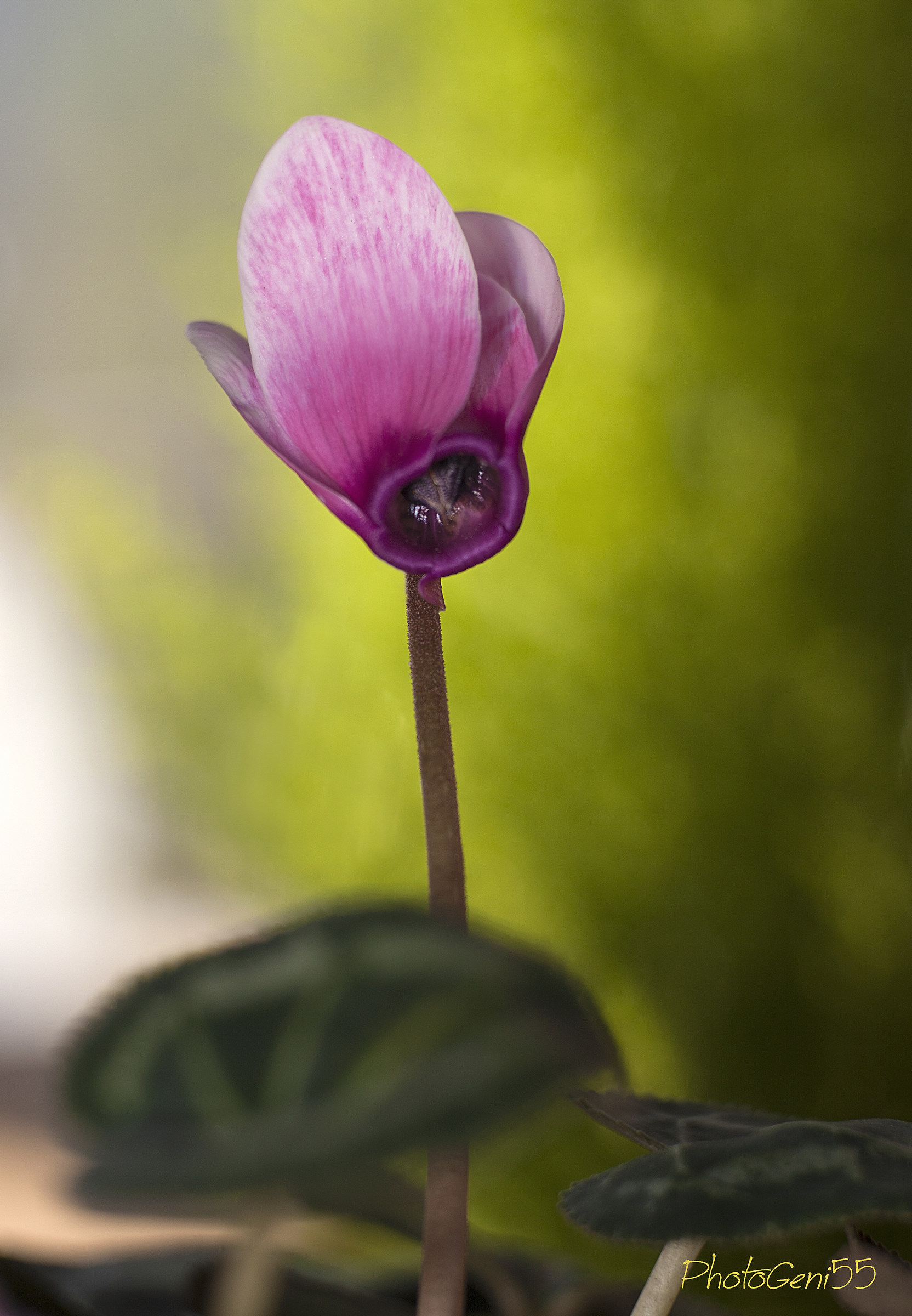 Cyclamen 12