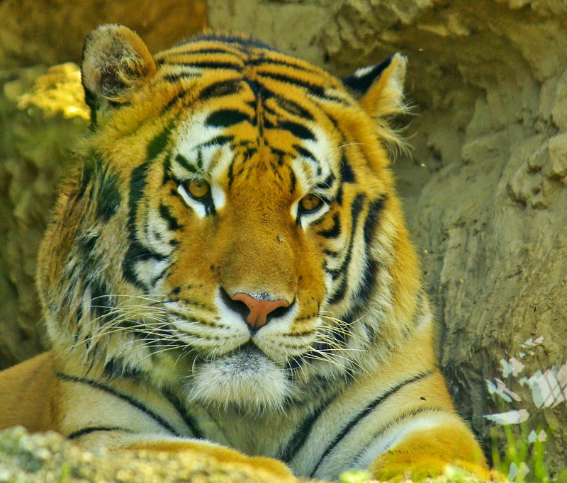 Panthera Tigris Altaica