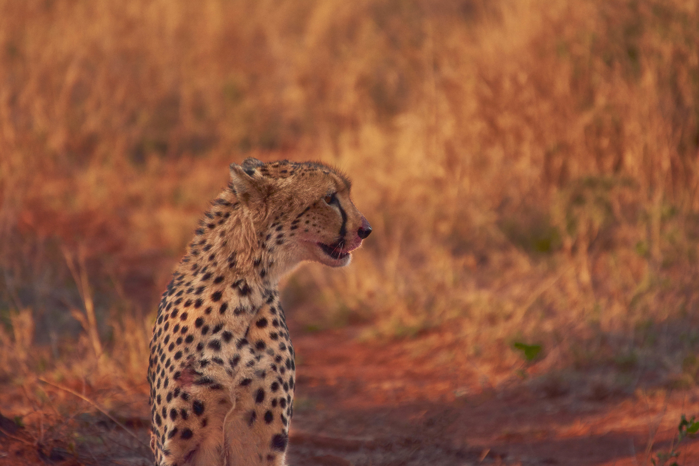 Cheetah after dinner at the Kruger!