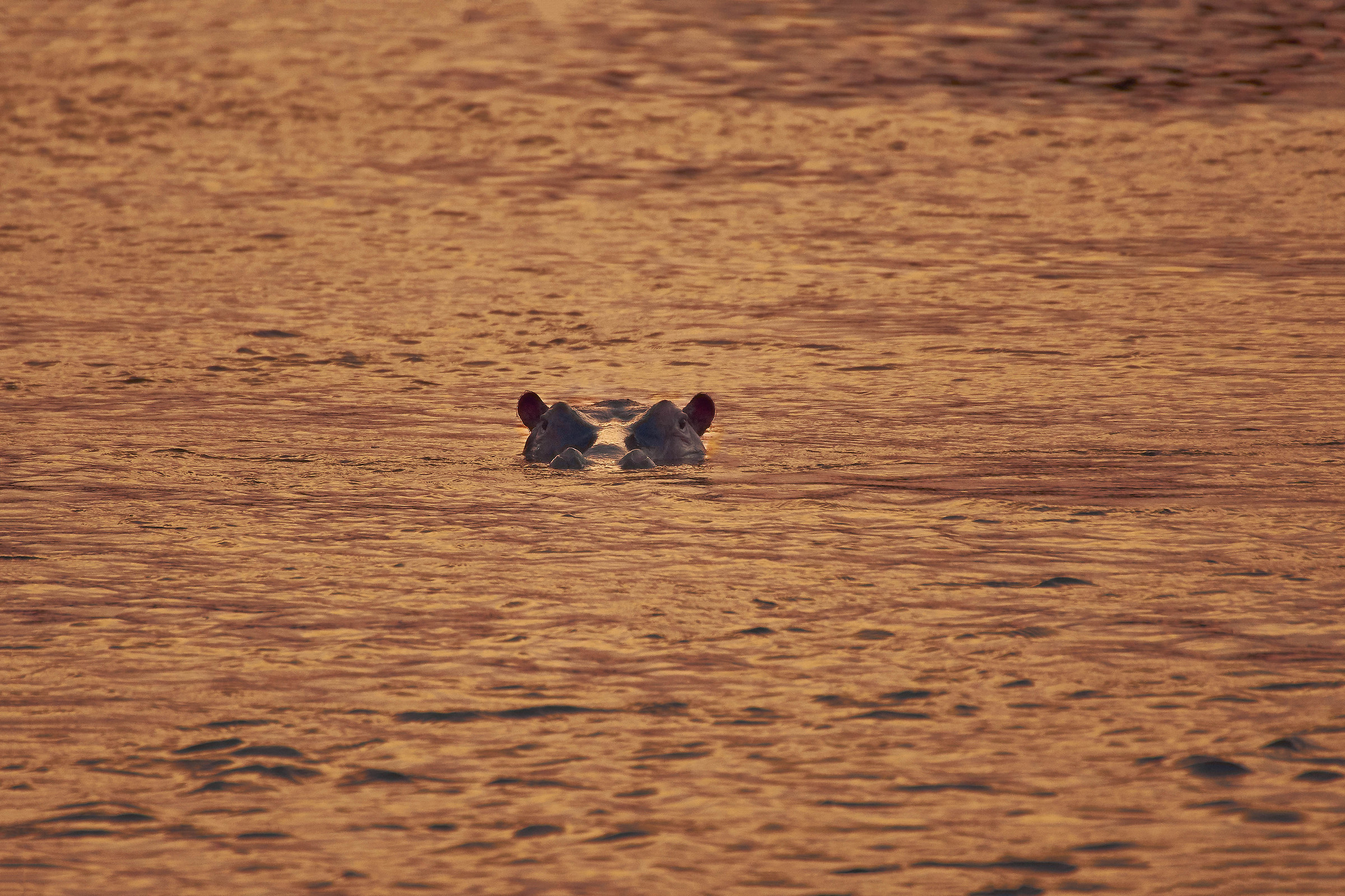 Hippopotamus at sunset in Crocodile's River Kruger Par