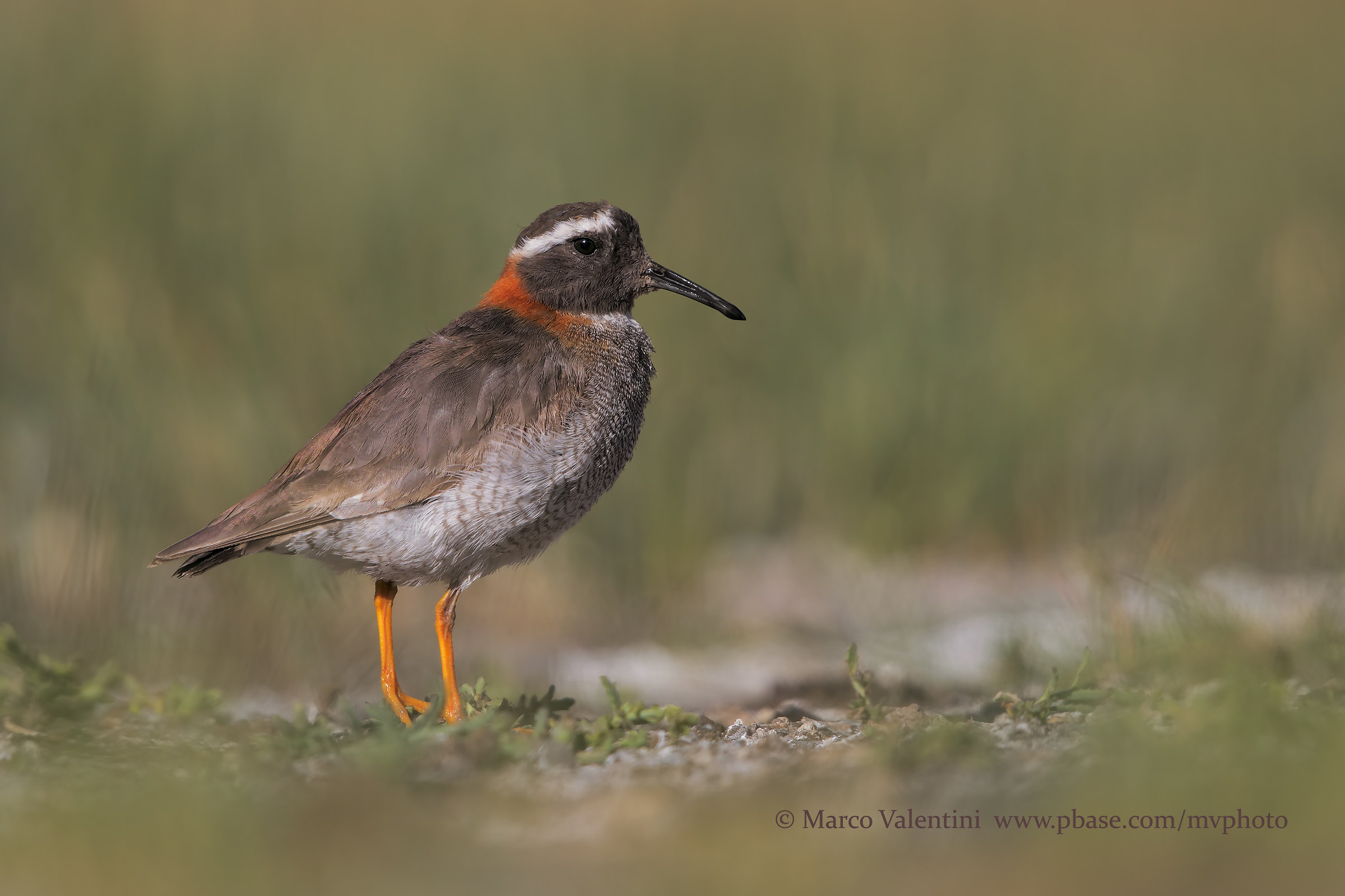 Courier from the diadem