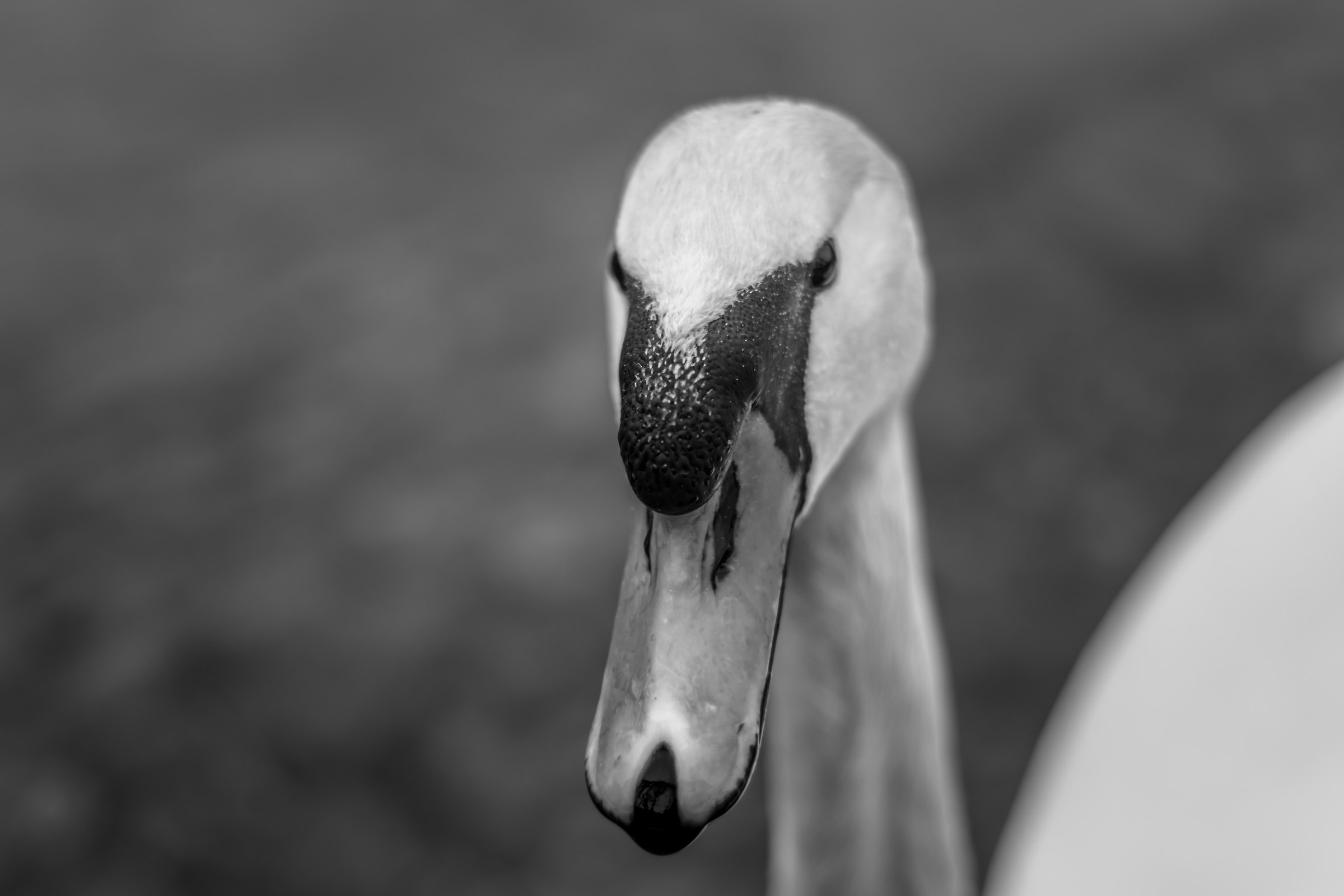 Swan_01