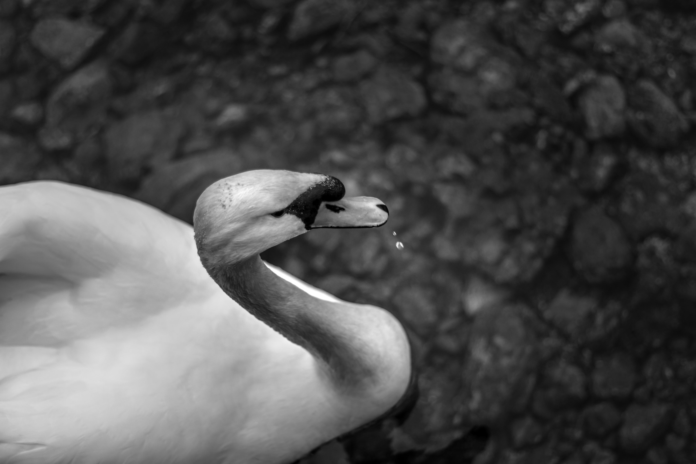 Swan_02