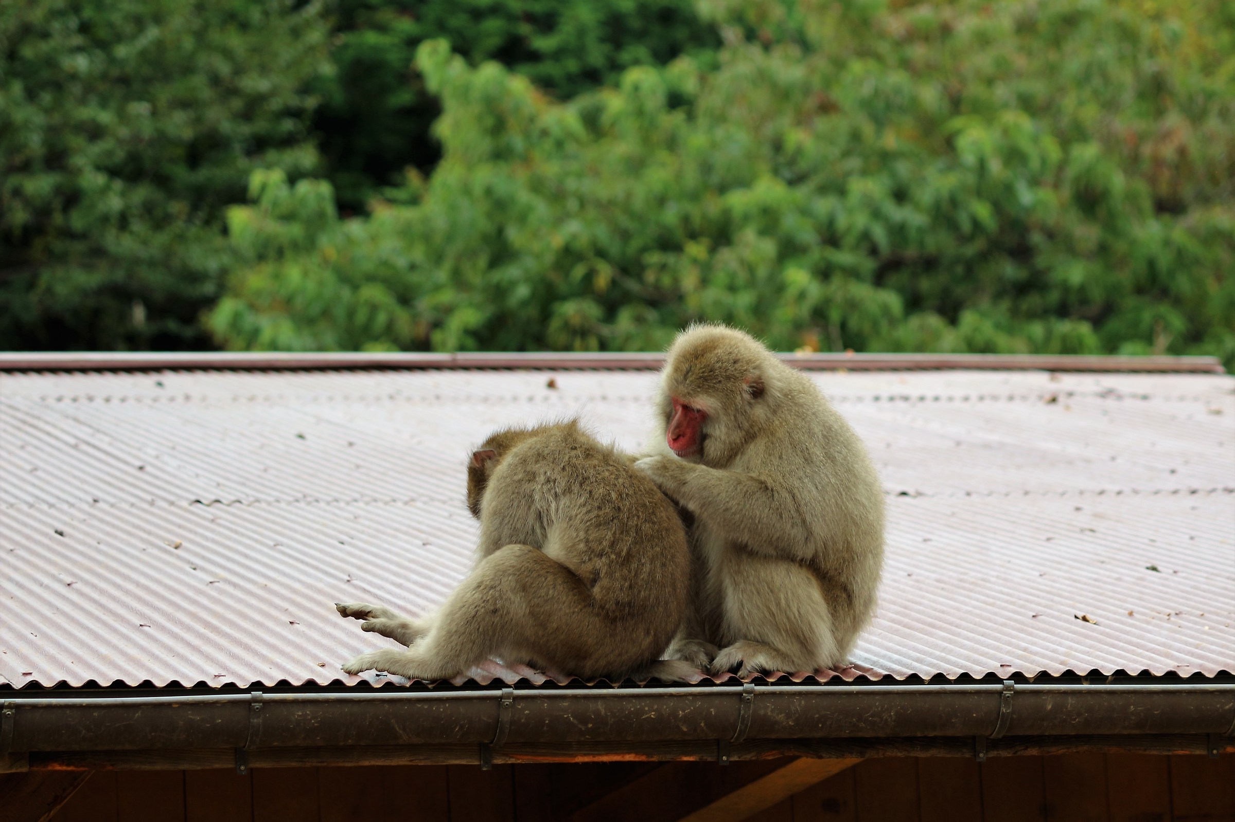 Arashiyama Monkey Park