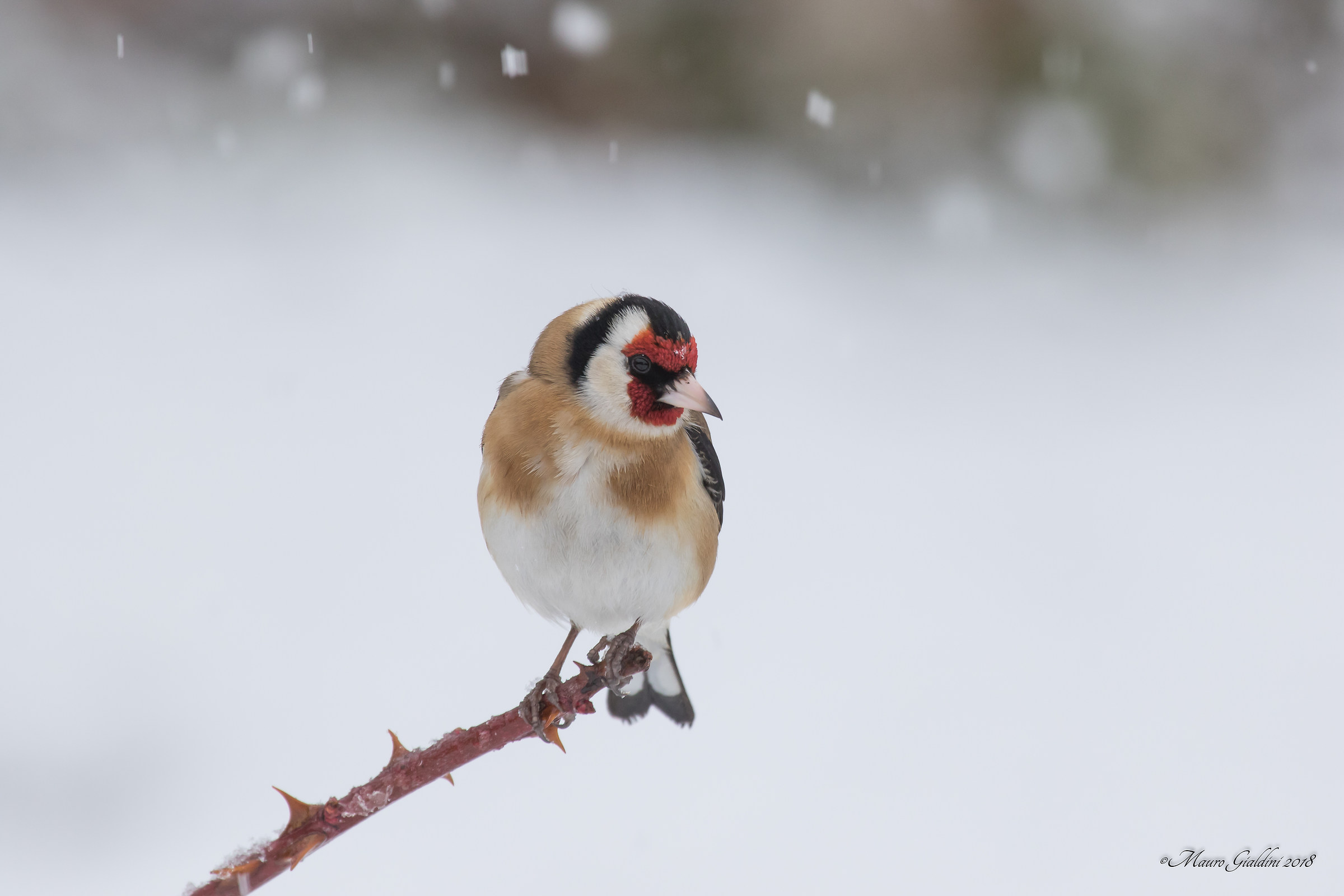 Goldfinch under the snow