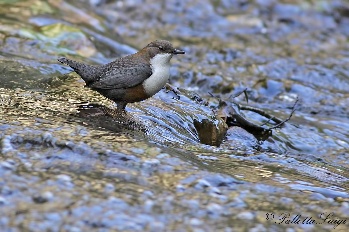 Dipper (Cinclus cinclus)
