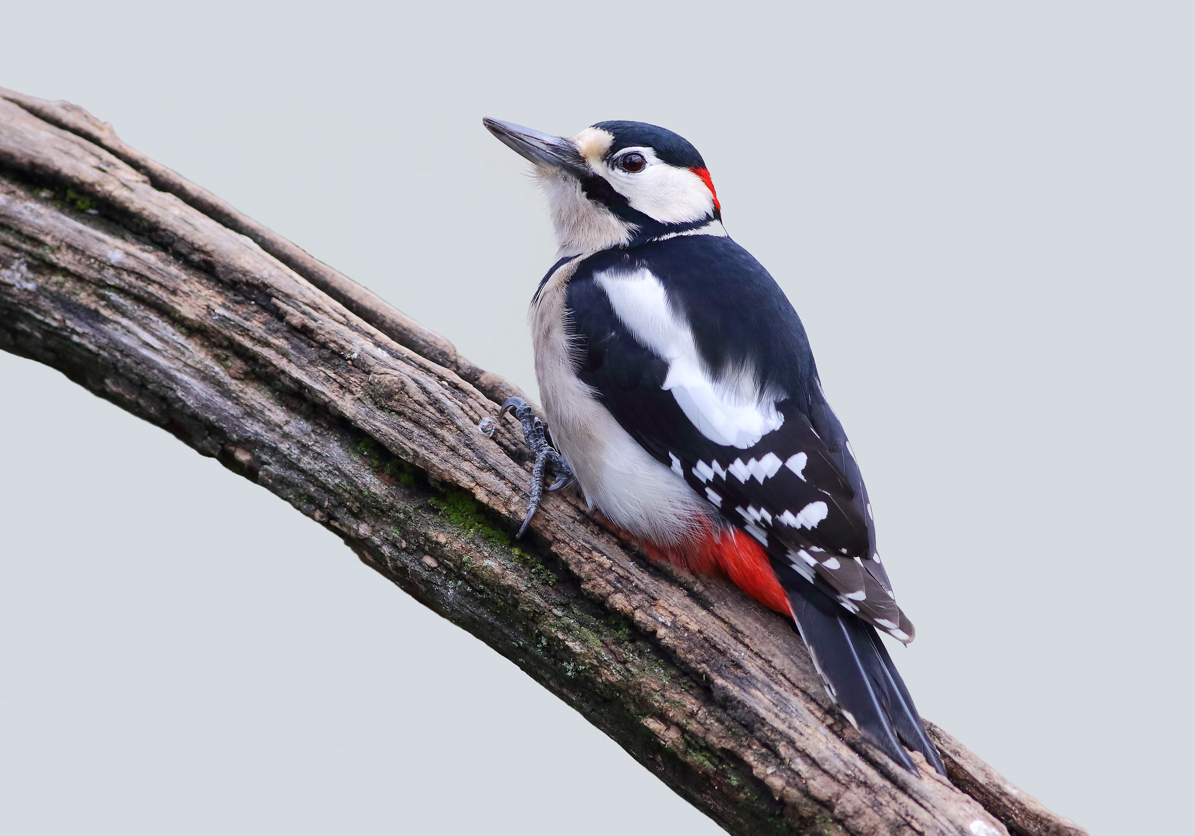 Great male woodpecker