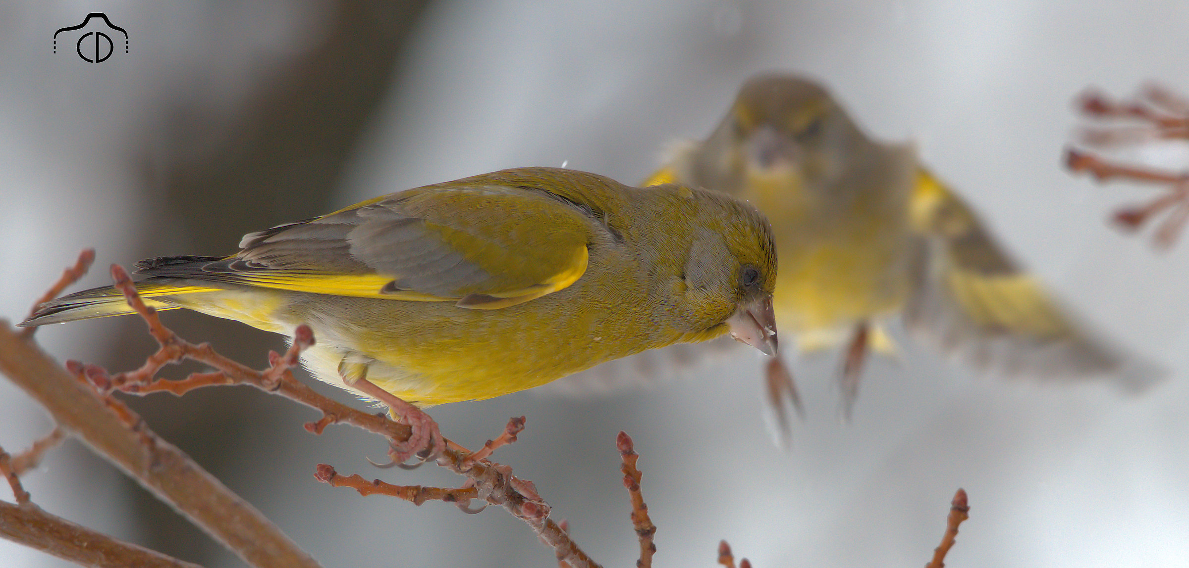 greenfinches