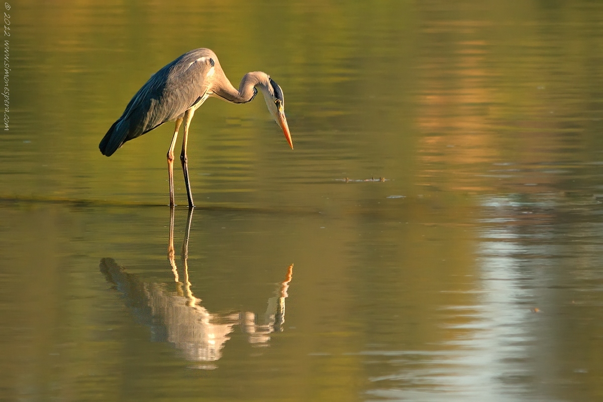 Ardea specular hunting ... 1