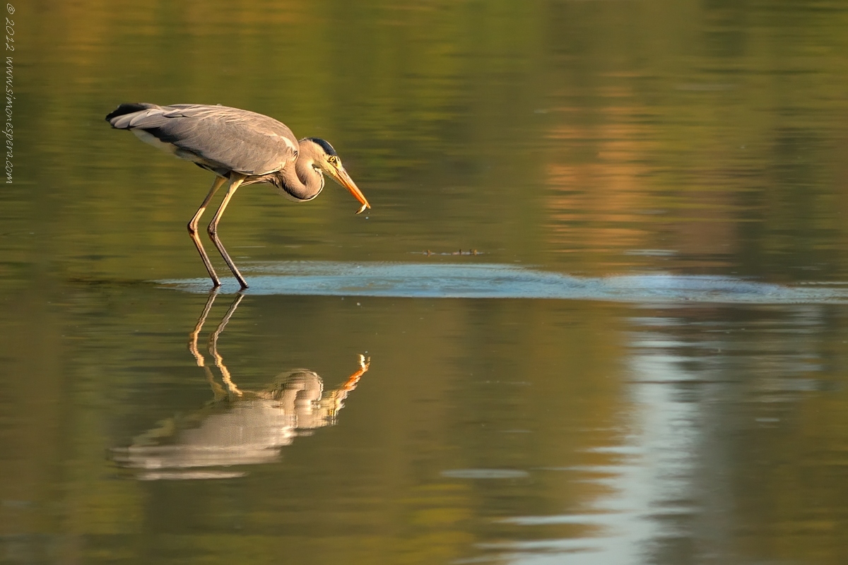 Ardea specular hunting ... 3