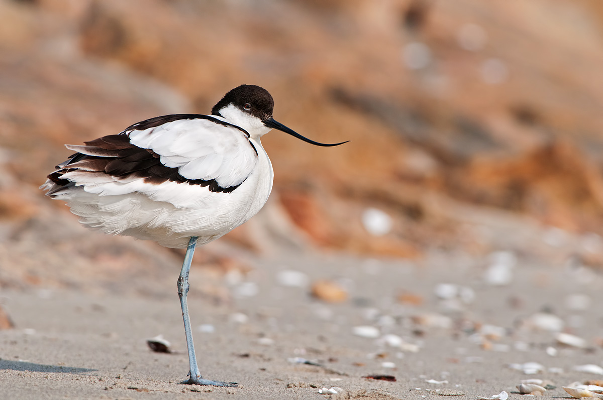 avocetta in riposo
