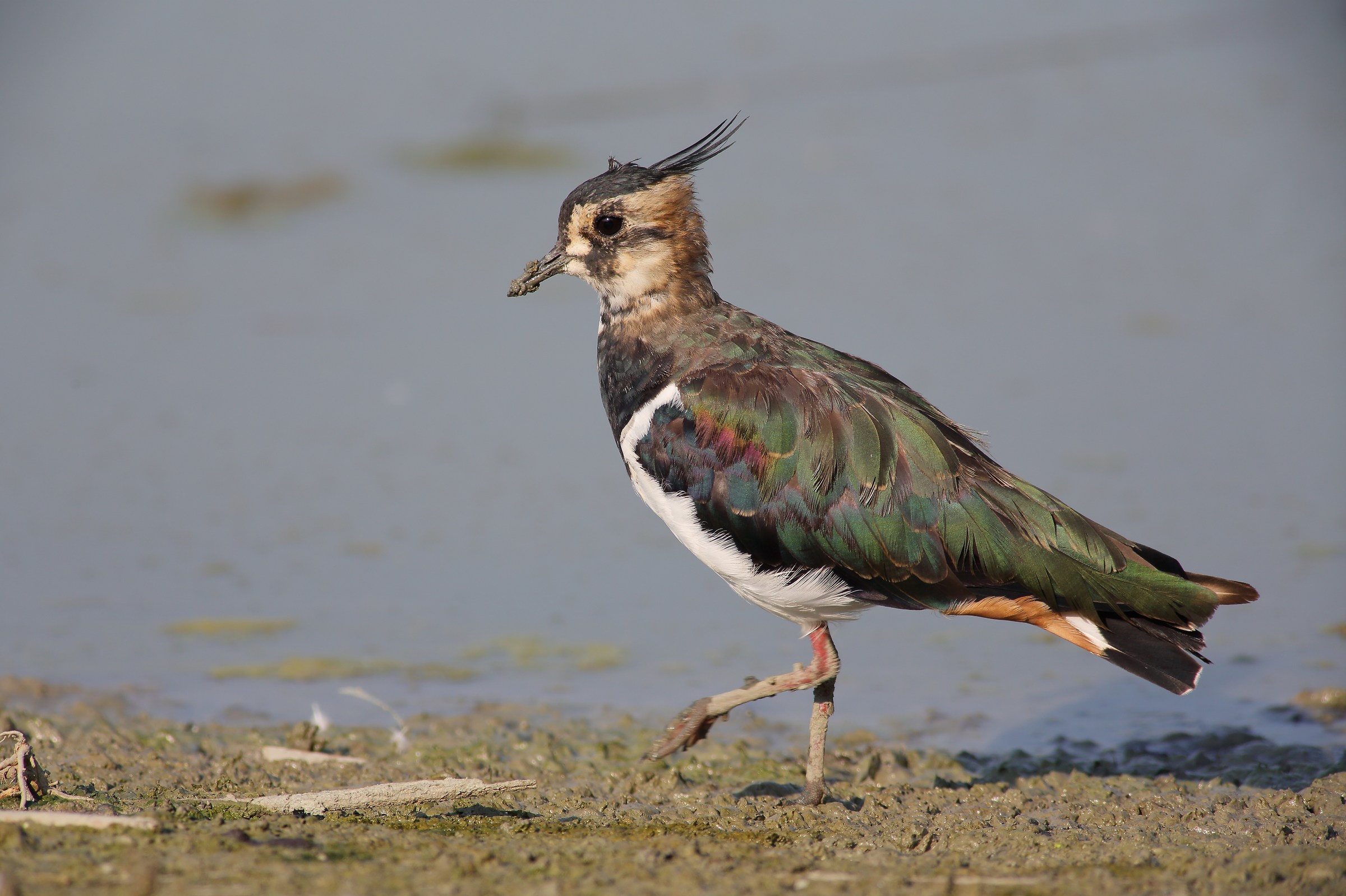 lapwing