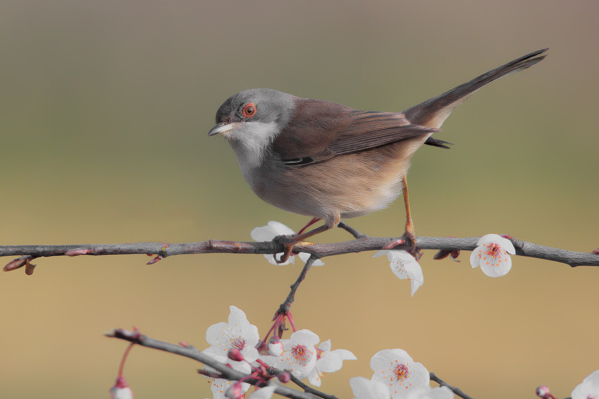 occhiocotto fiorentino....