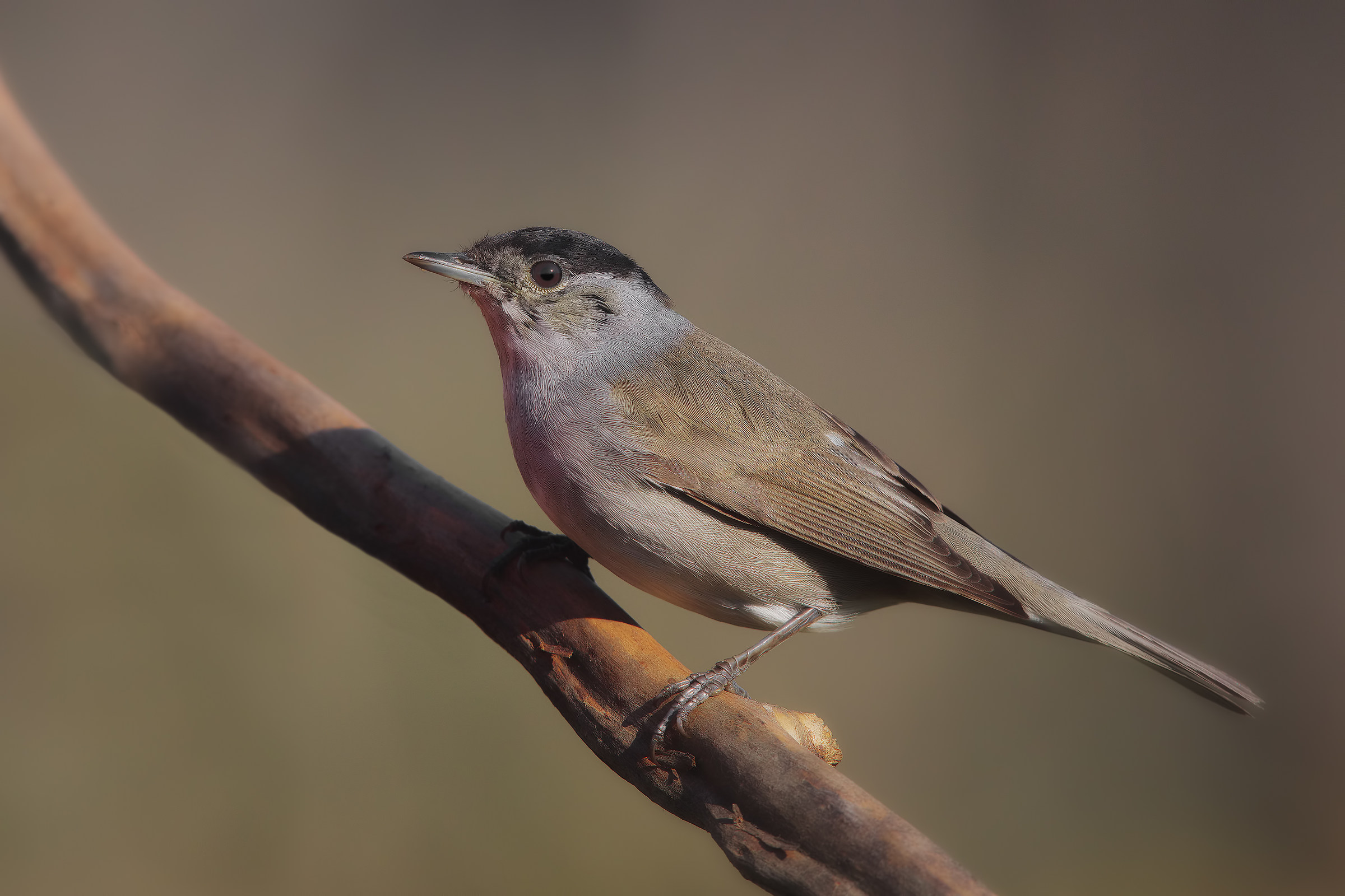 male blackcap 2