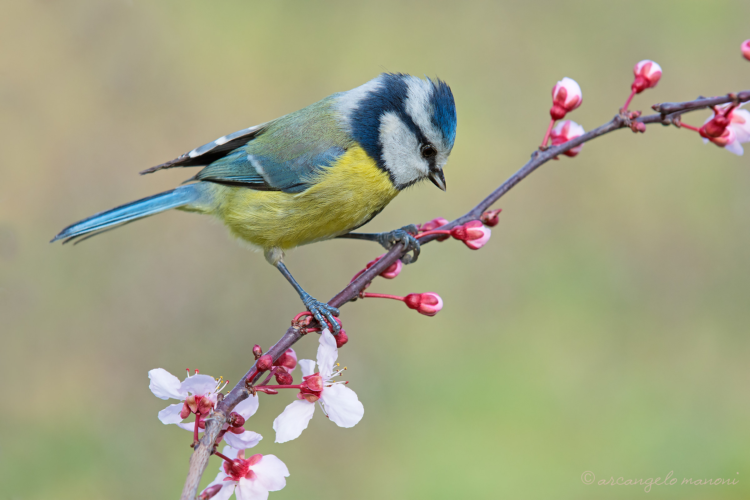 A walk on the first flowers of the year