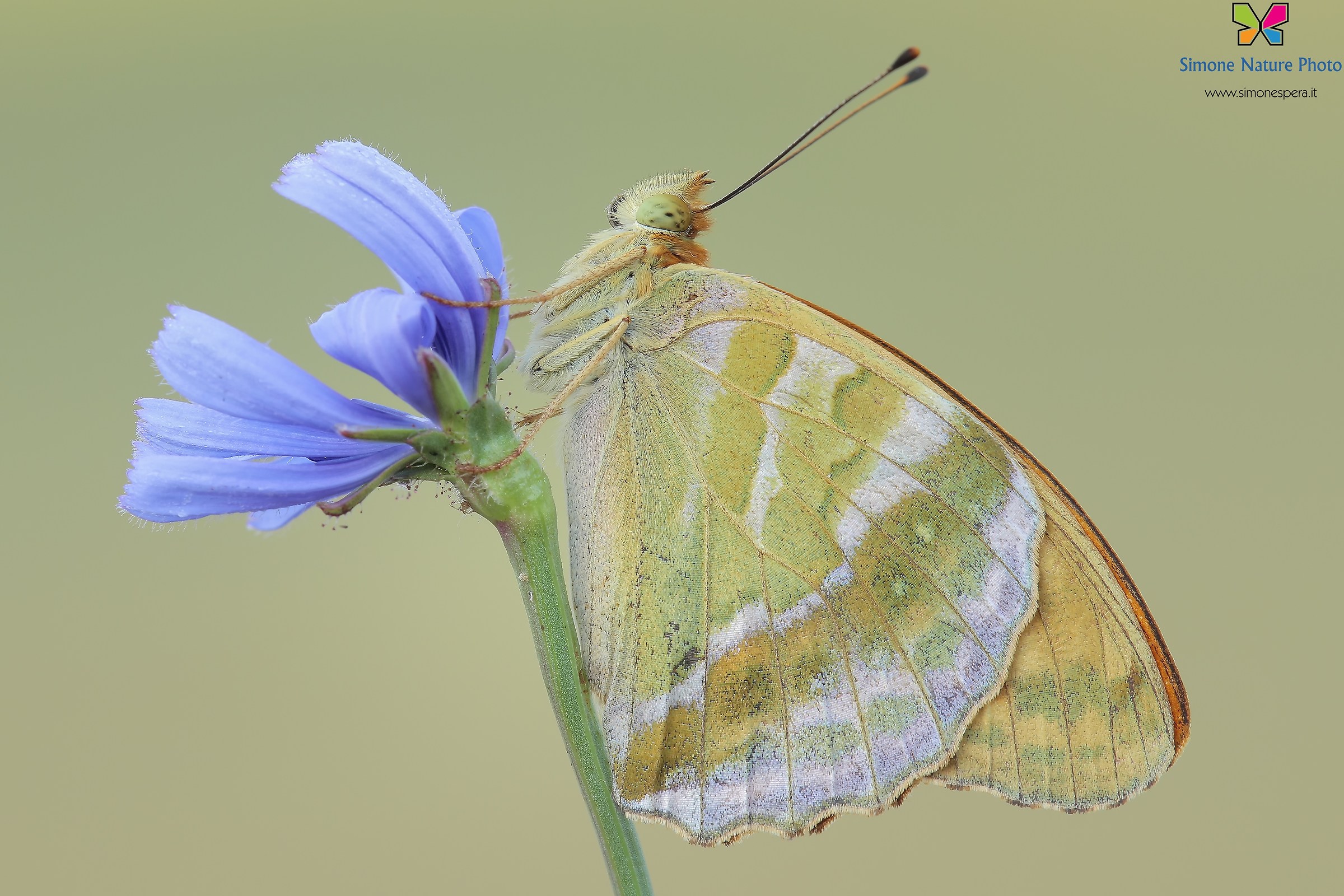Argynnis paphia (Linnaeus, 1758)