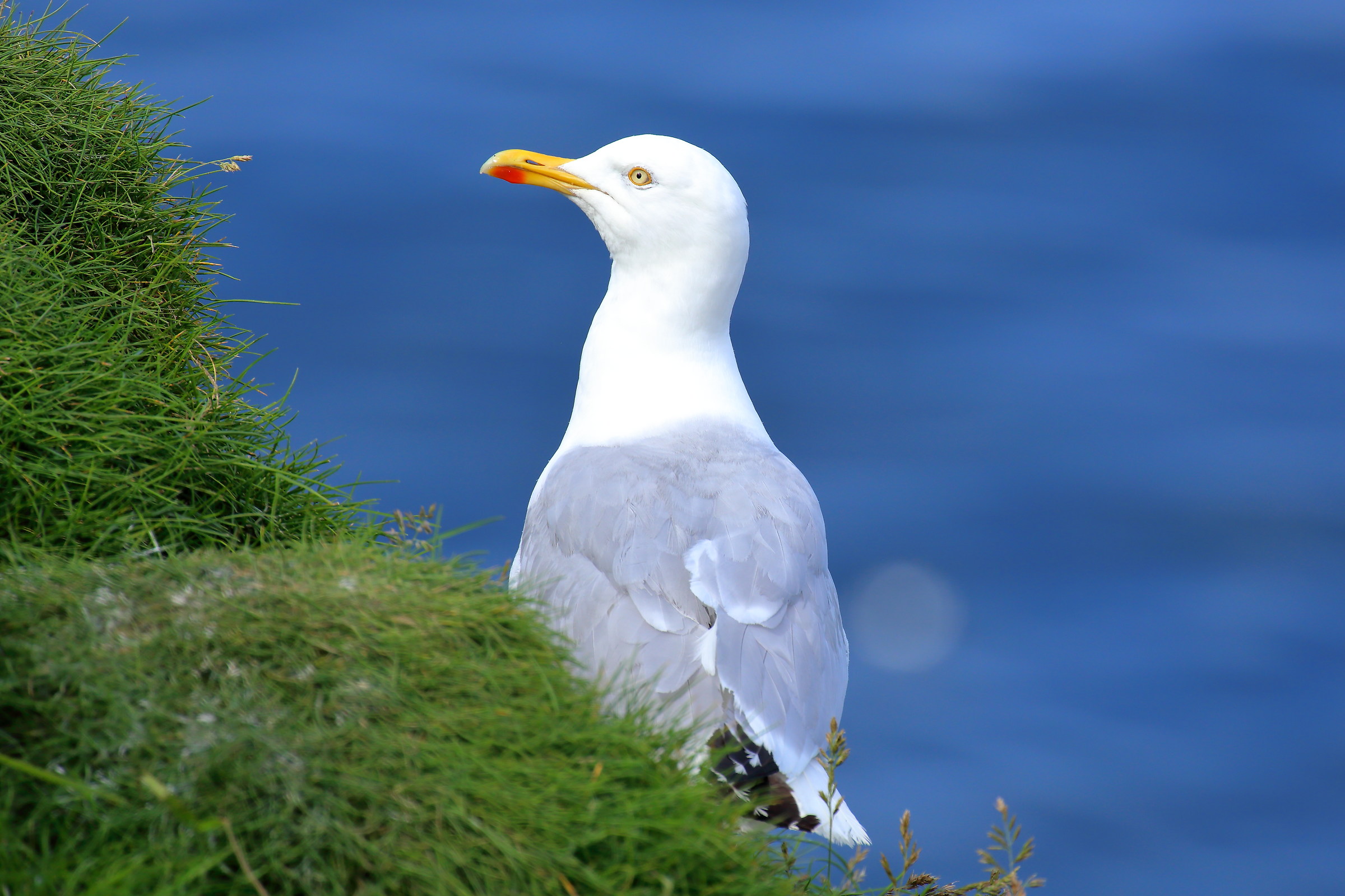 Northern seagull