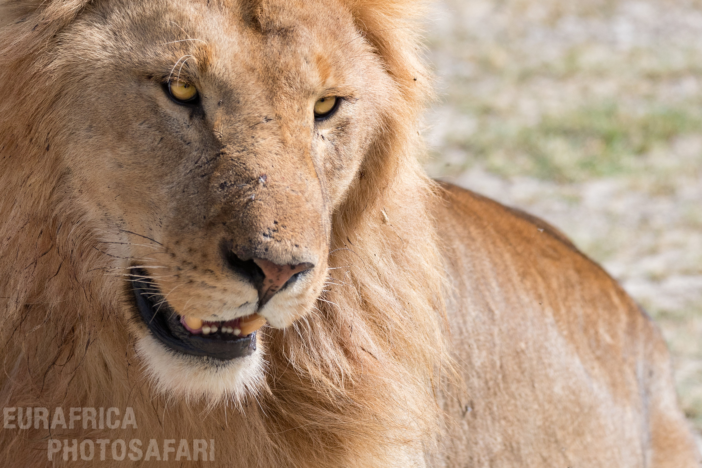 Male lion of Ndutu lake