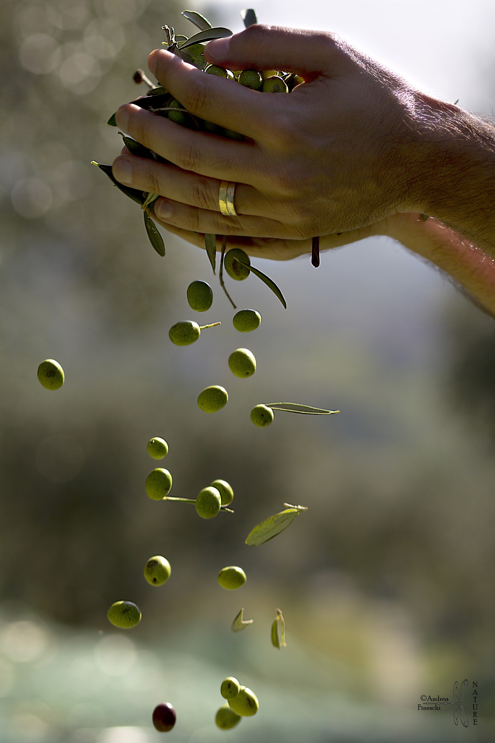Raccolta delle olive
