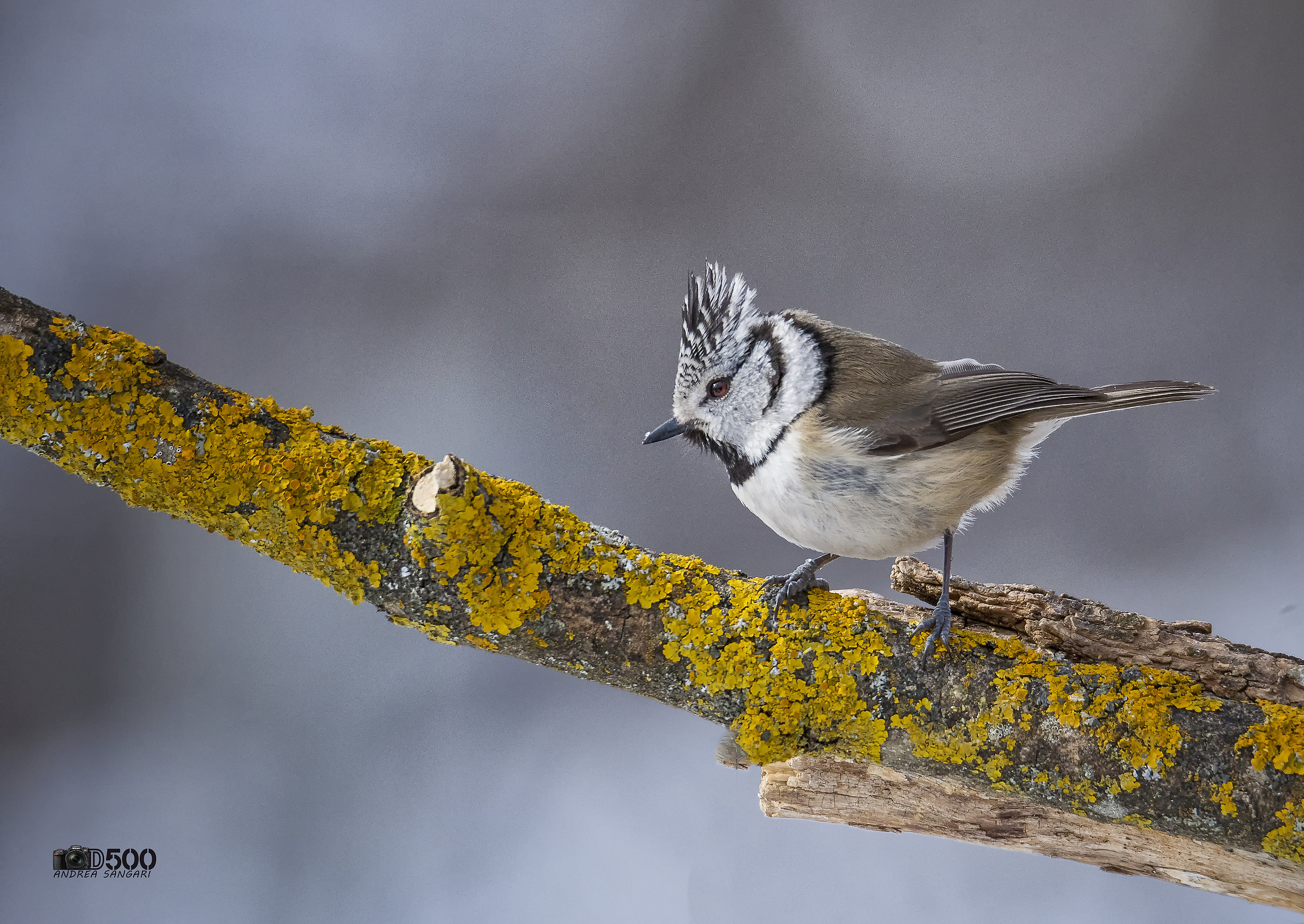 La cincia dal ciuffo finalmente....