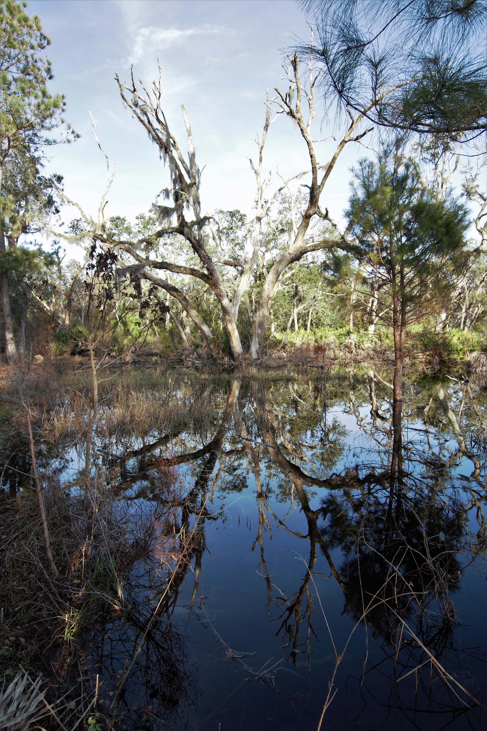 reflections in Florida swamps