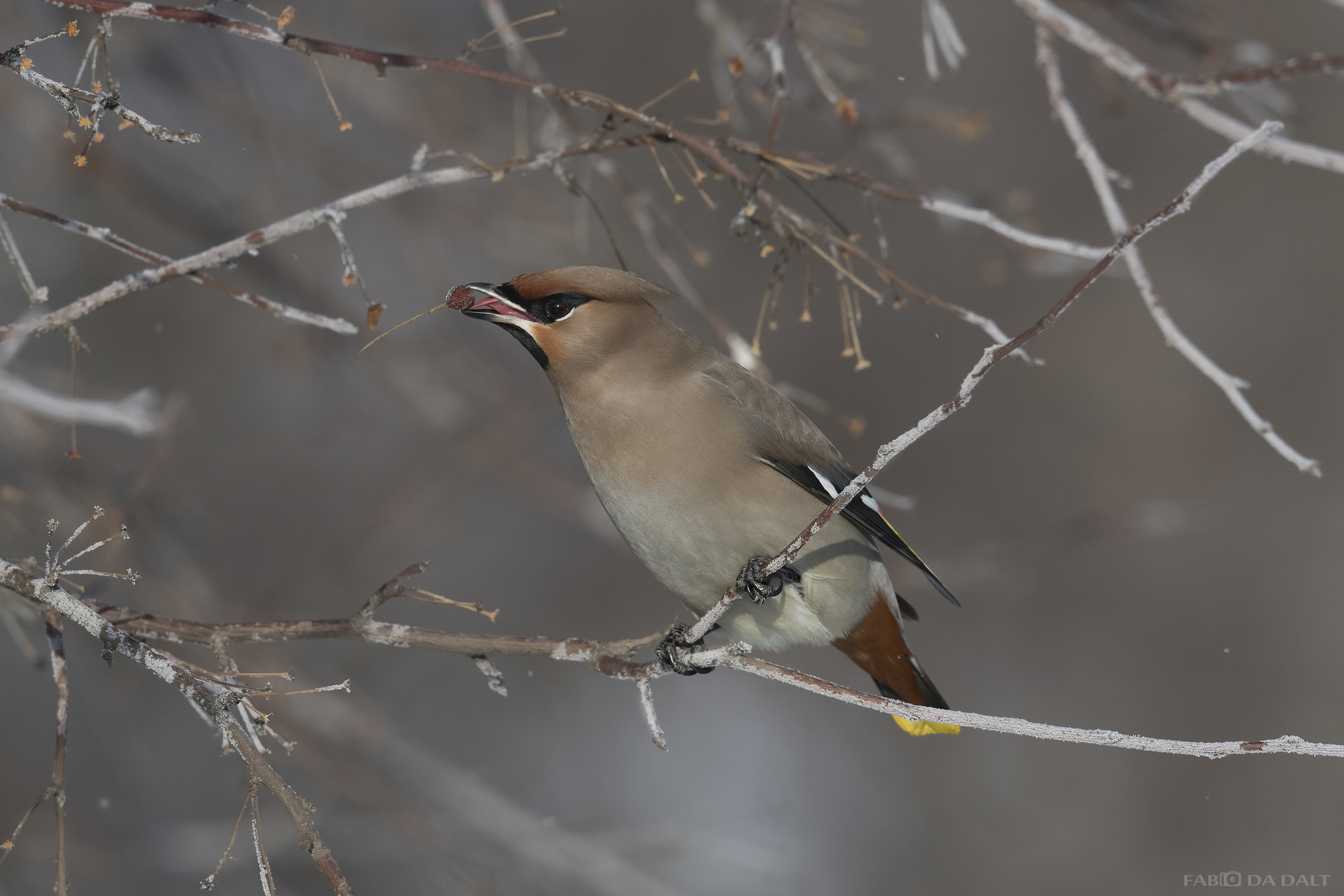 Bohemian waxwing