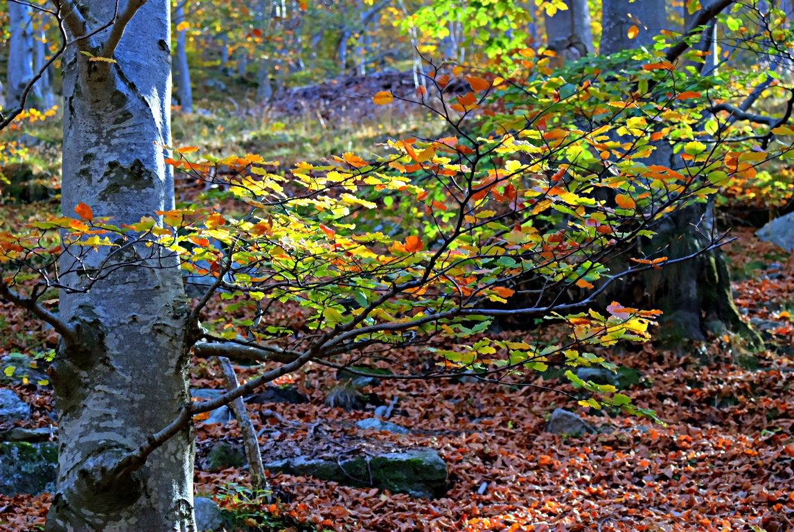 delicatezza dell'autunno 1