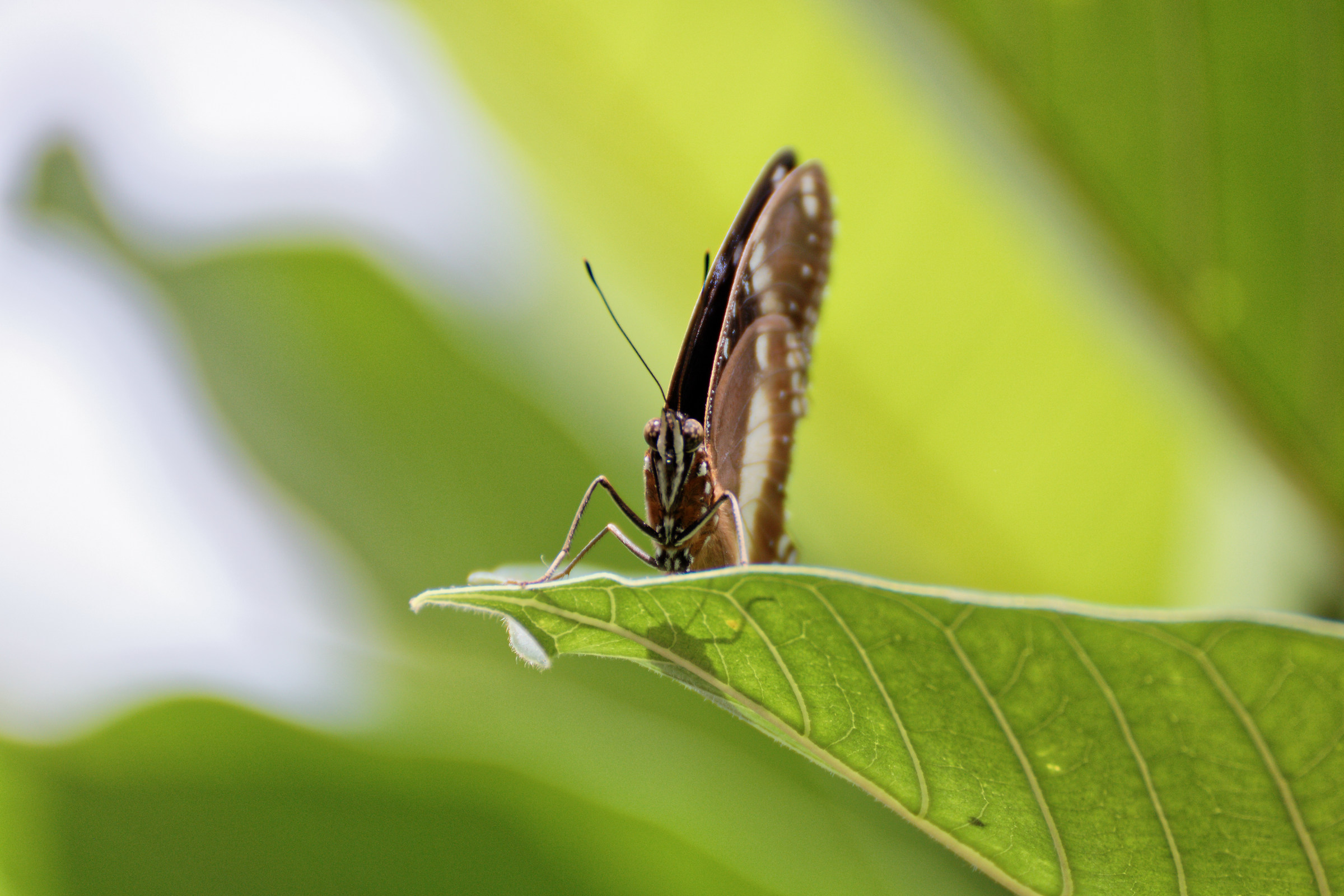 The vispa Teresa ...