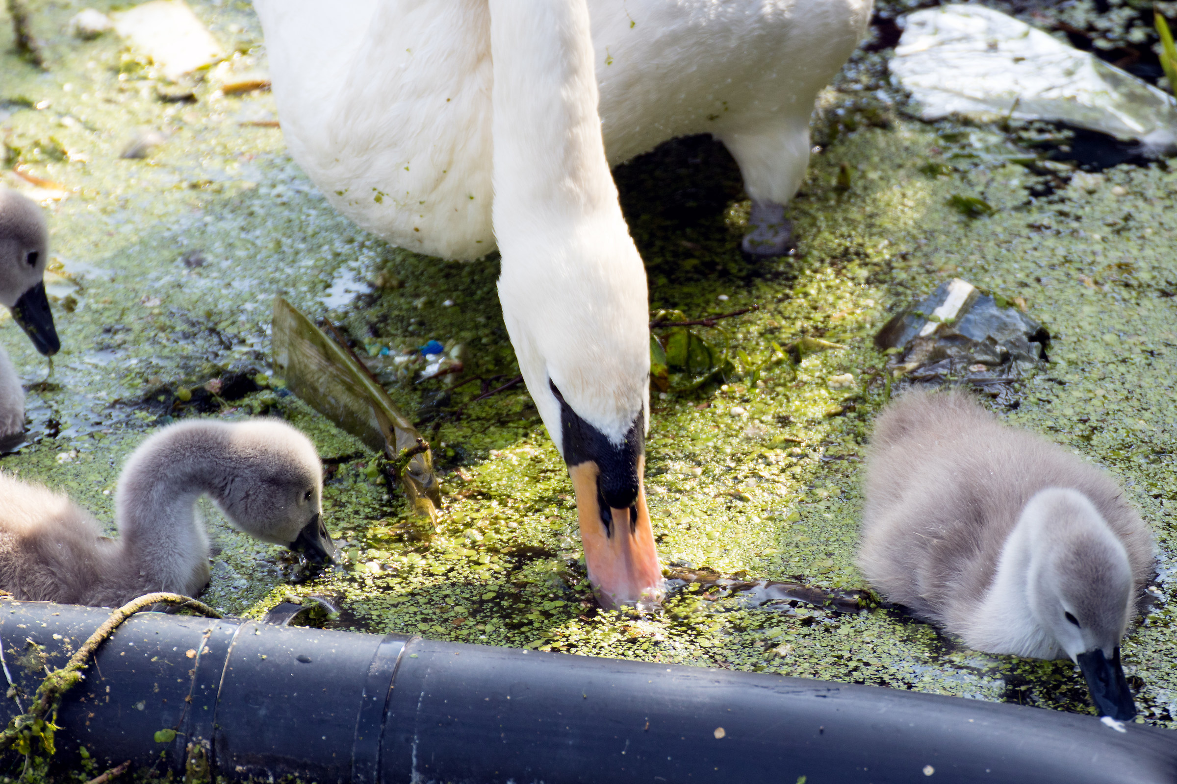 Family of royal swans