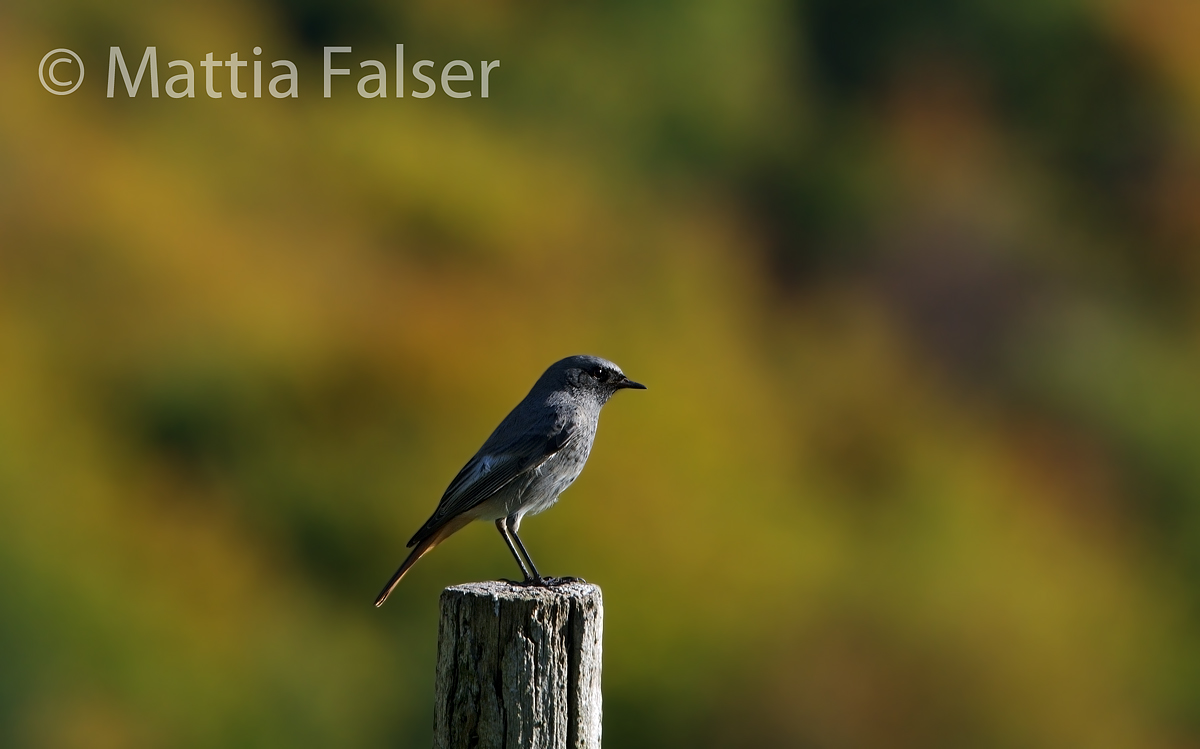 All'ombra dell'ultimo sole...