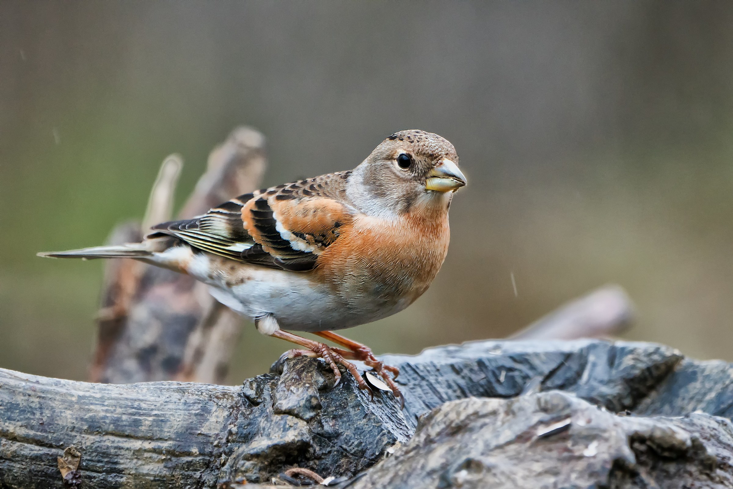 Penso sia una Peppola