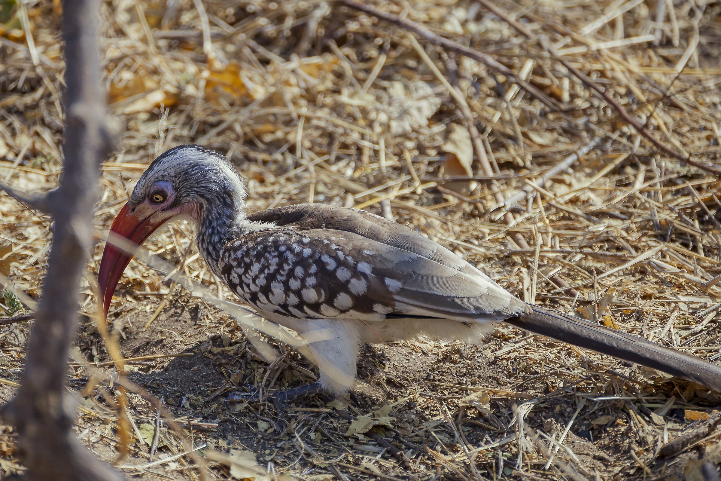 botswana:Chobe Park