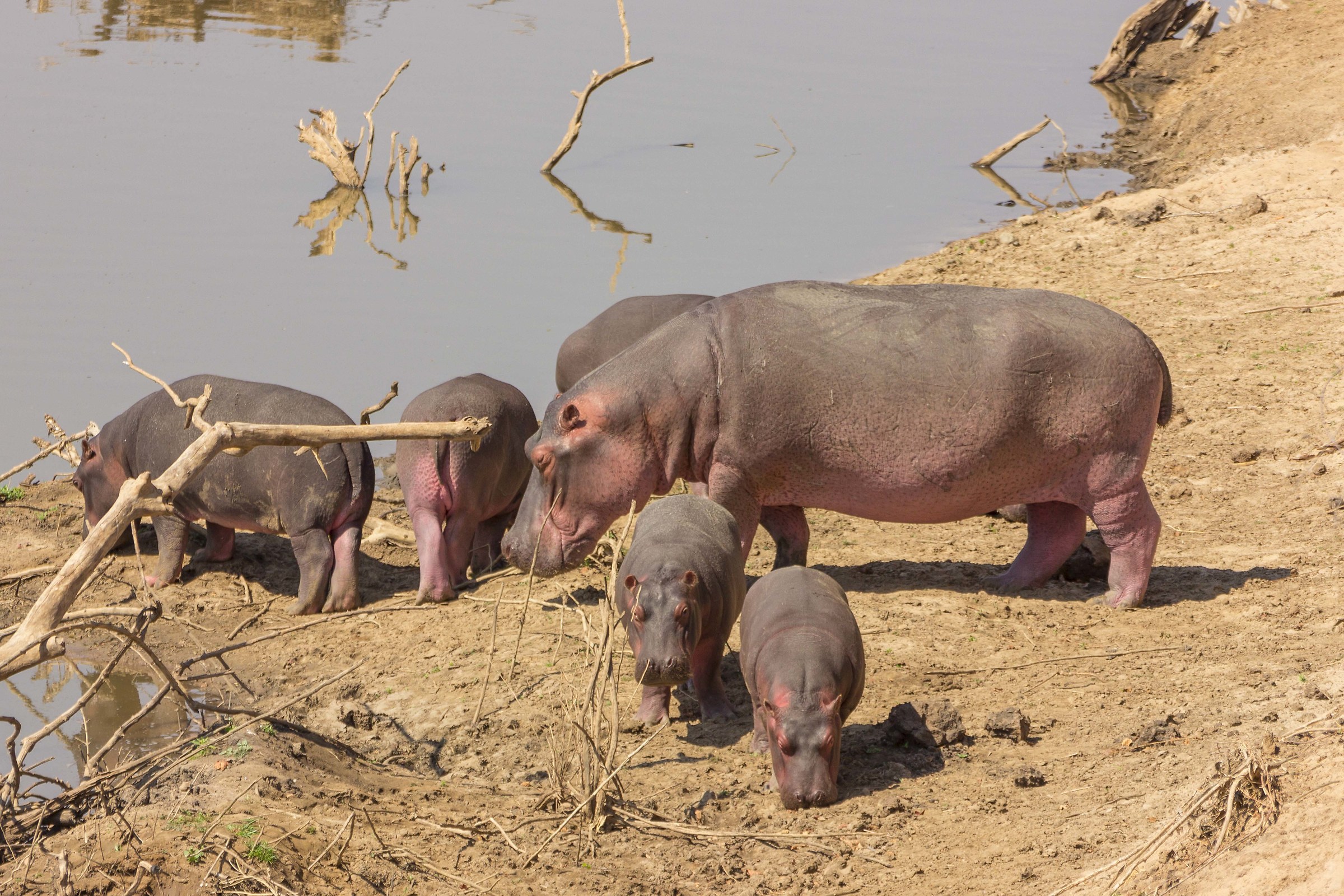 zambia:South Luangwa national Park