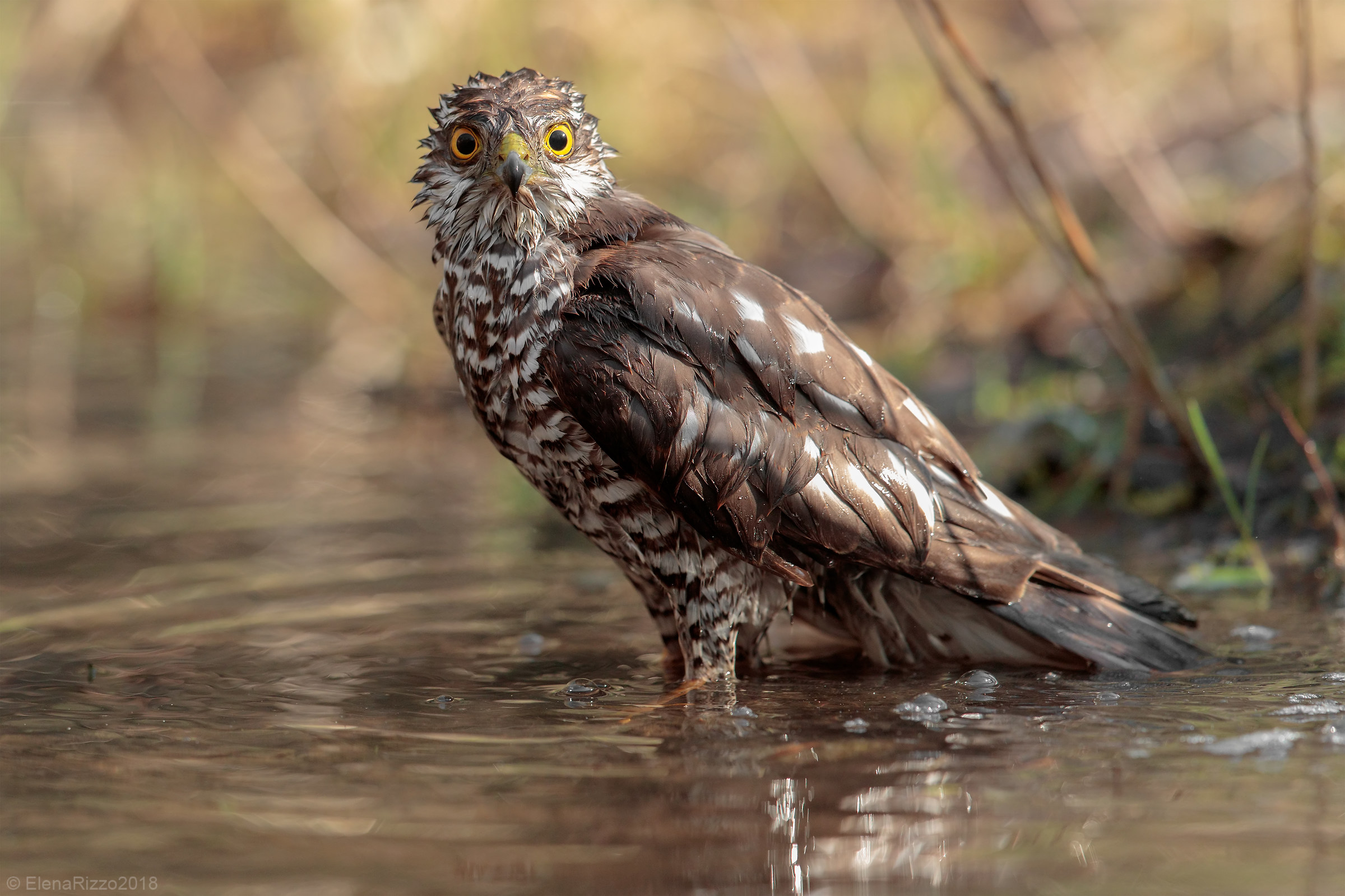 Sparrowhawk