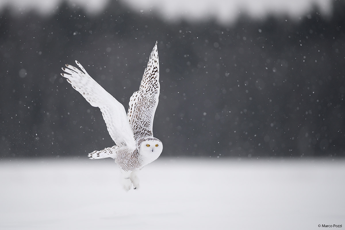 Elegance in the storm